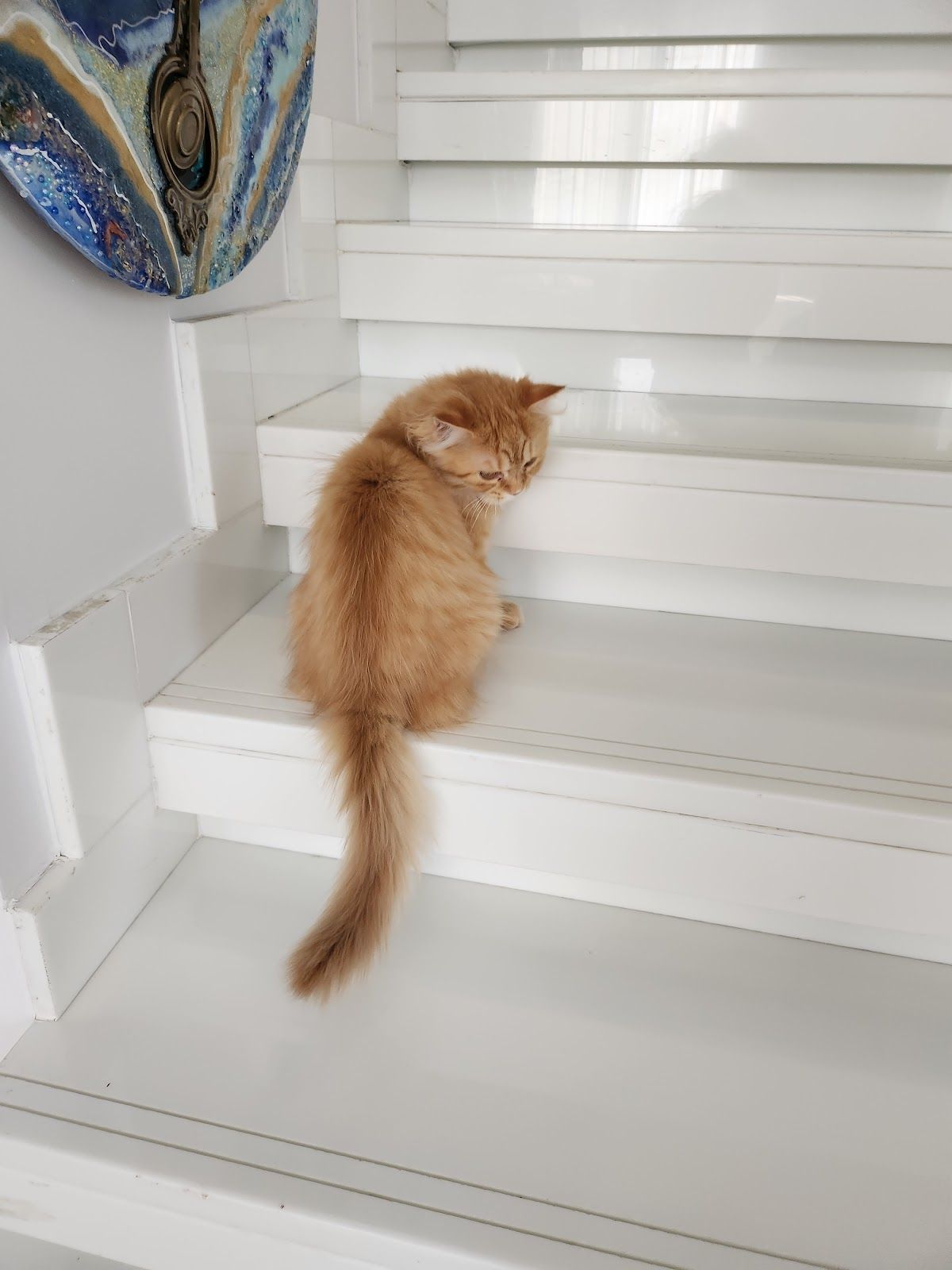 Pet Pavilion Pets Grooming LLC 3