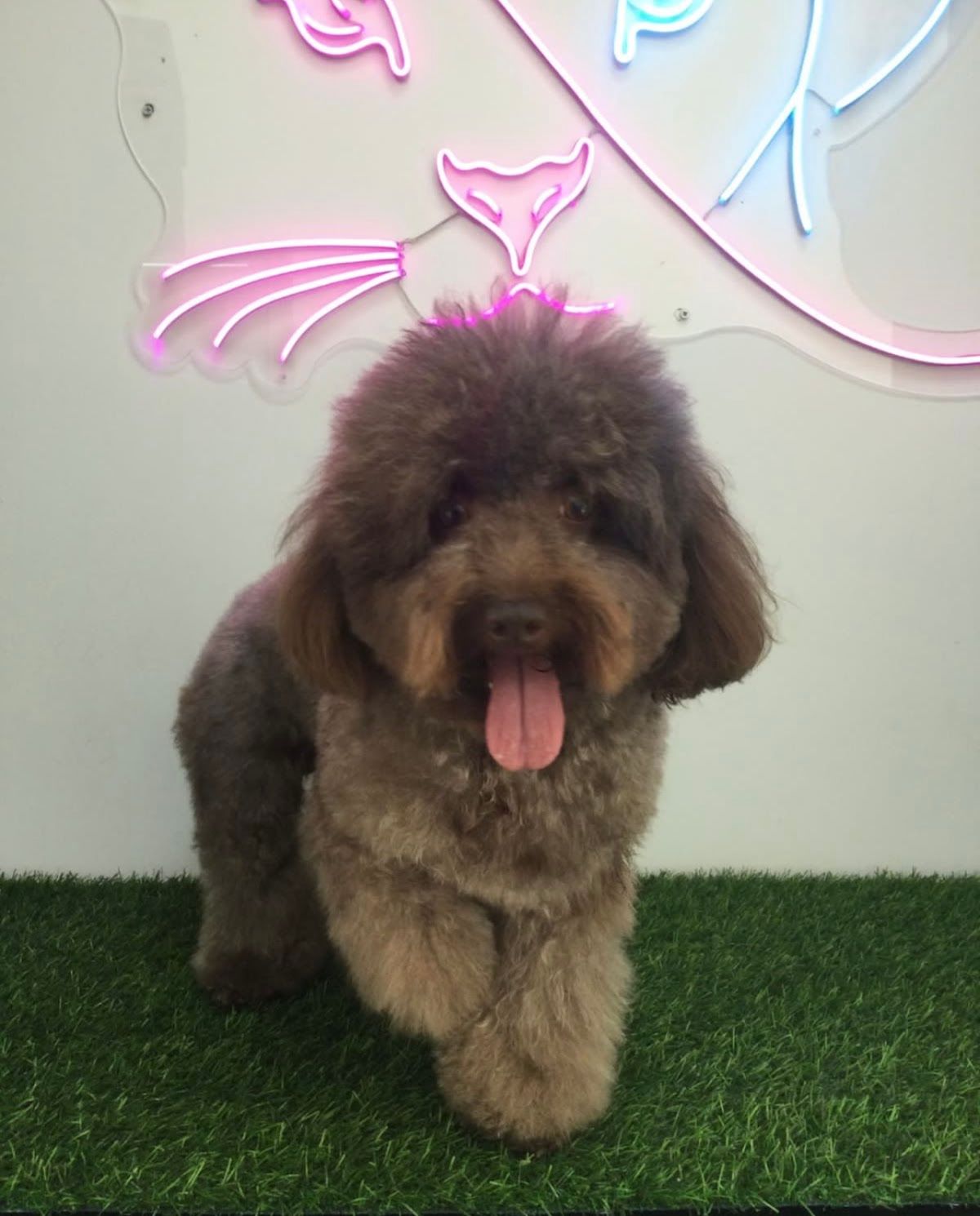 Pet Pavilion Pets Grooming LLC 4