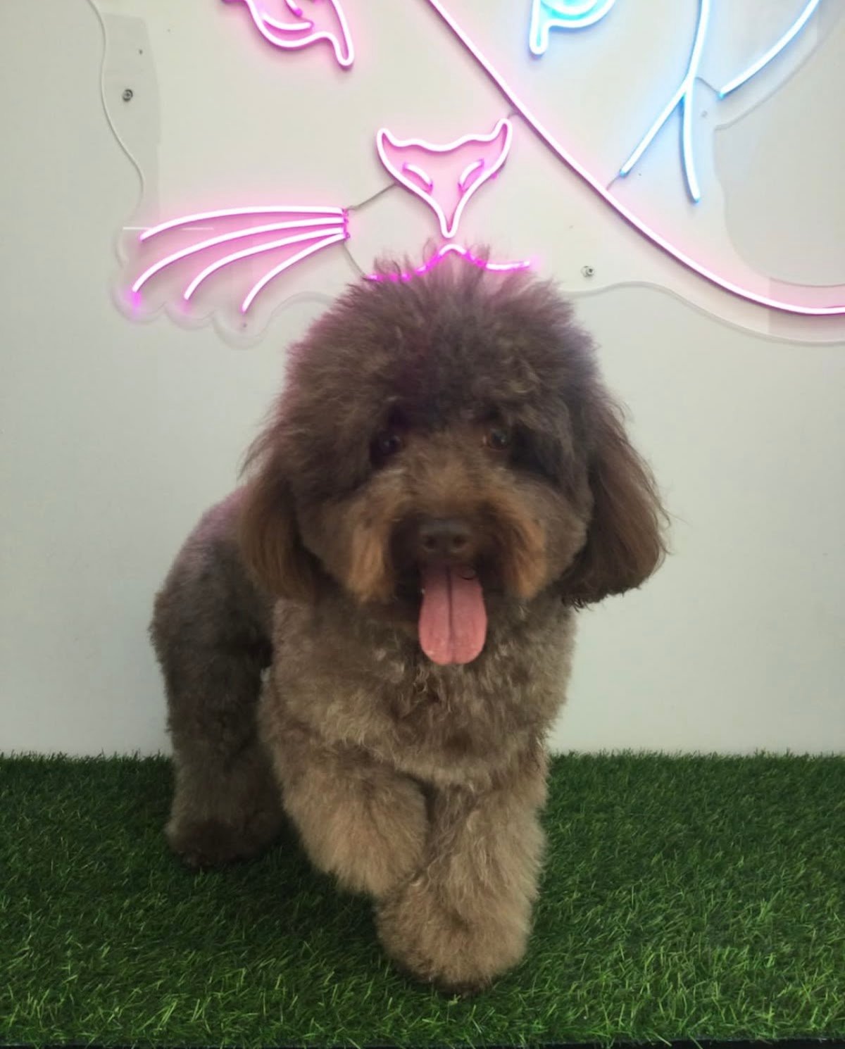 Pet Pavilion Pets Grooming LLC photo 4