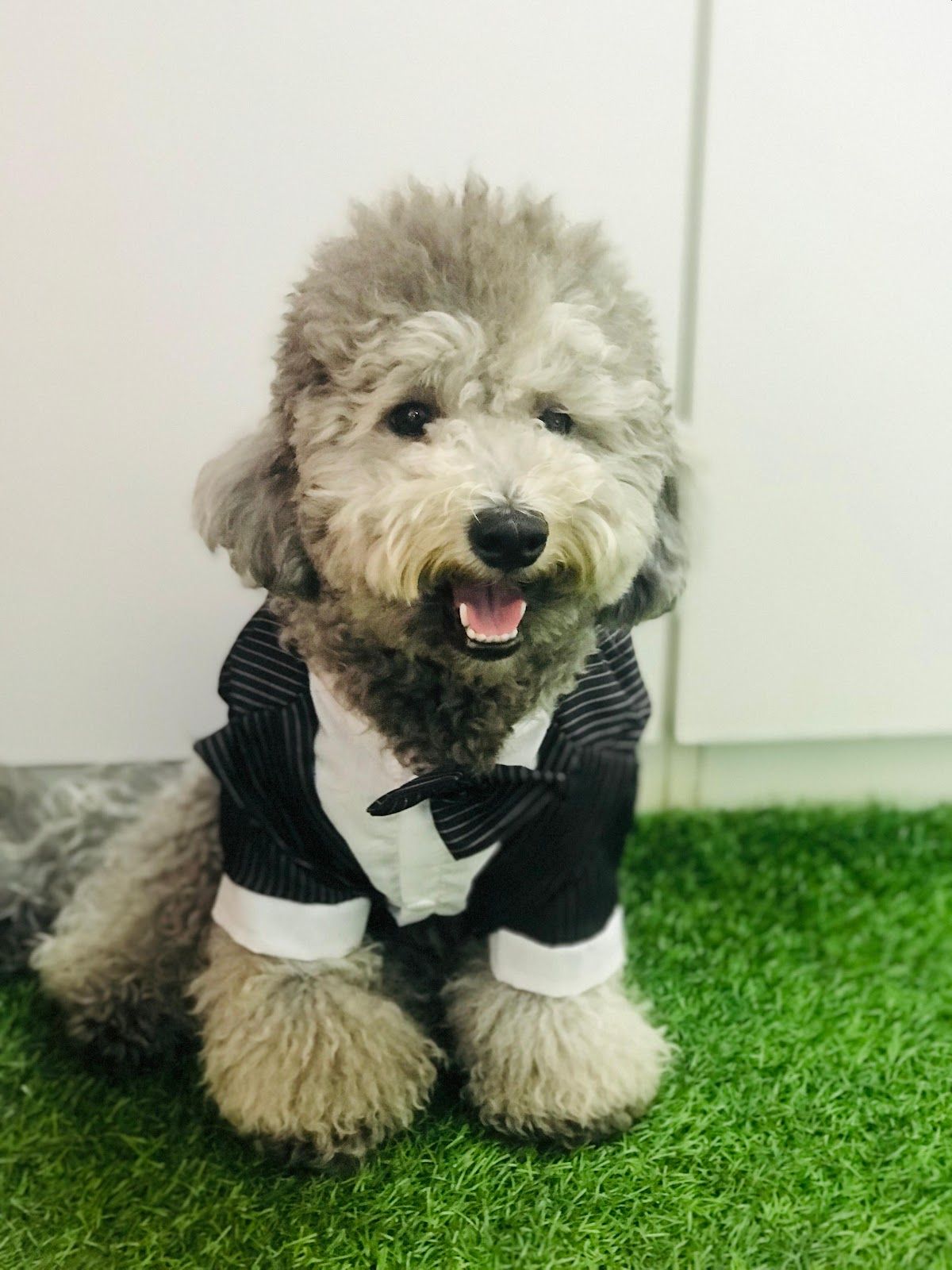 Pet Pavilion Pets Grooming LLC 5