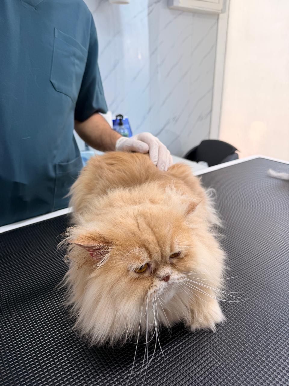 Horus Veterinary Clinic 5