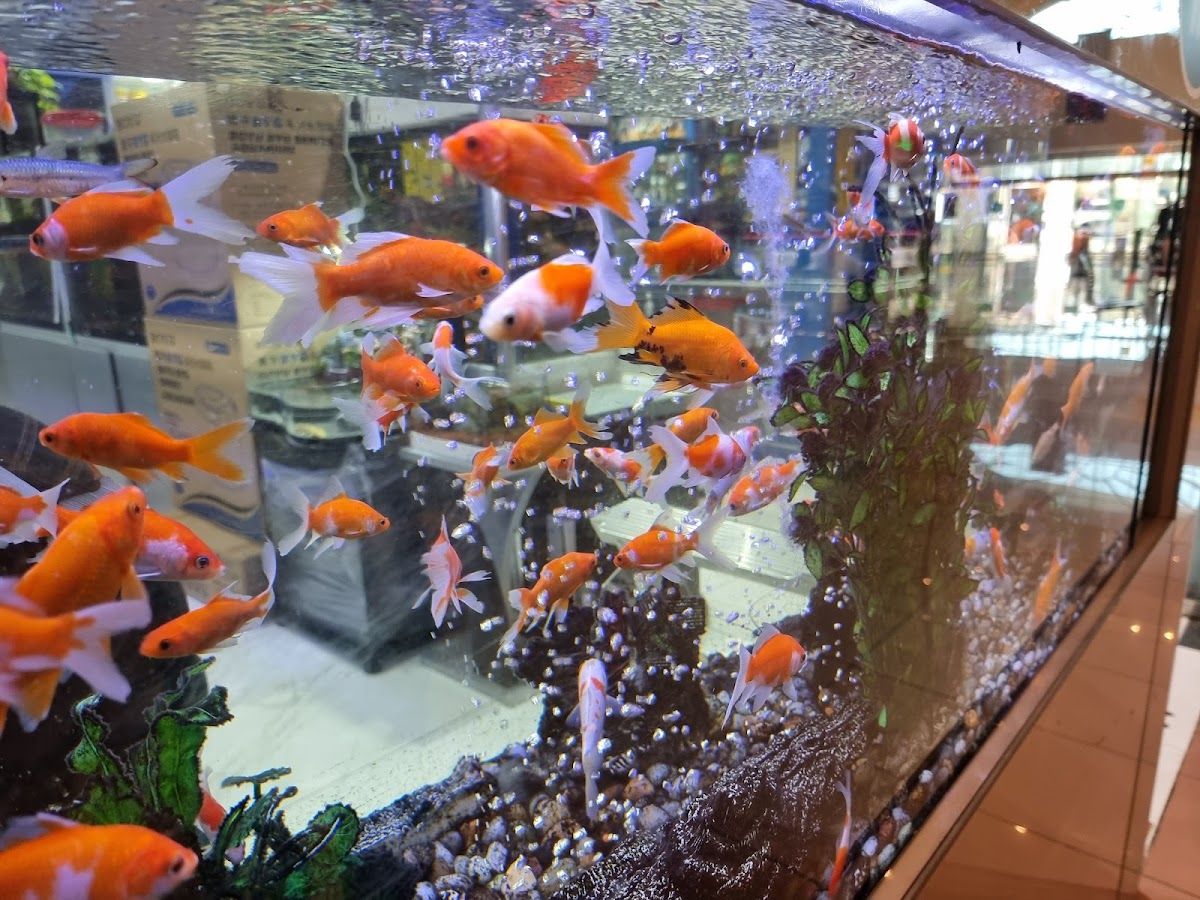 PetCare - Mushrif Mall 3
