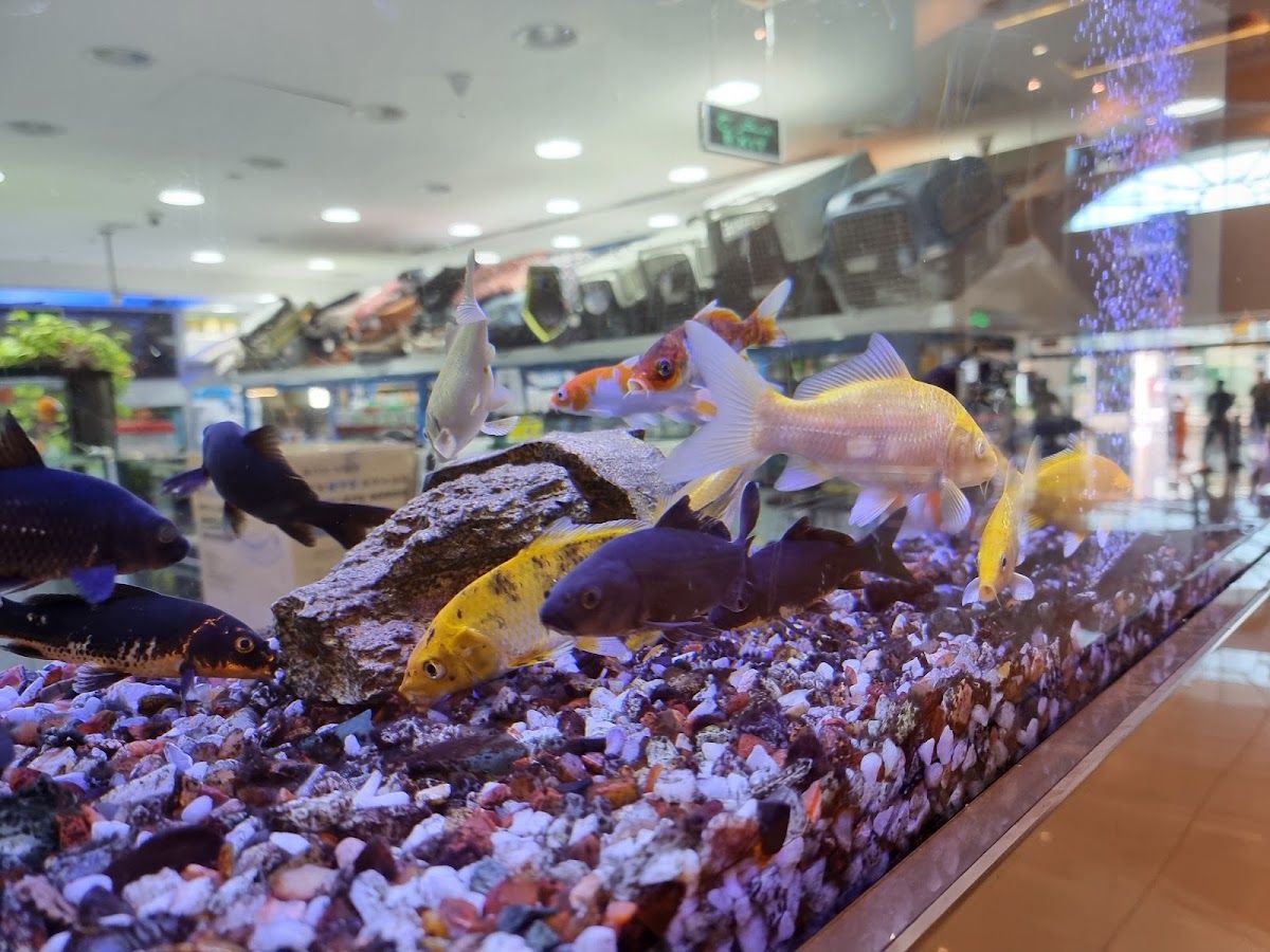 PetCare - Mushrif Mall 4