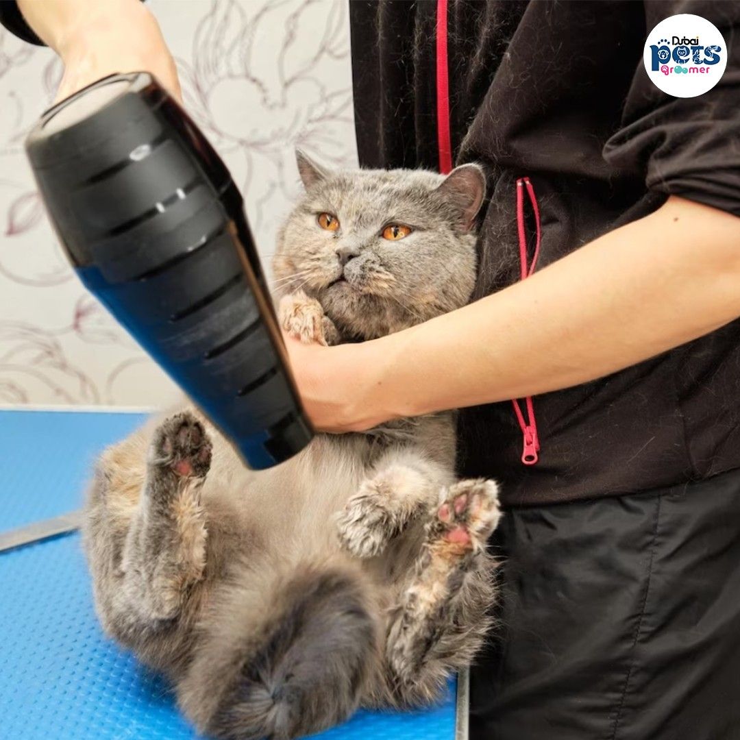 Dubai Pets Groomer 2