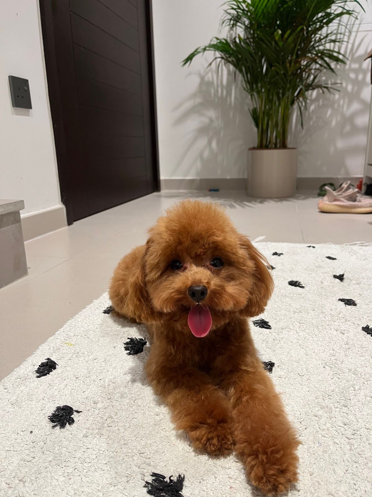 Dubai Pets Groomer 4