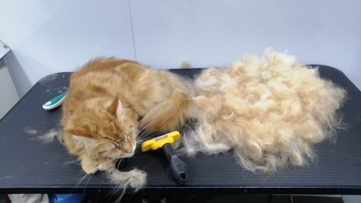 Dubai Pets Groomer 5