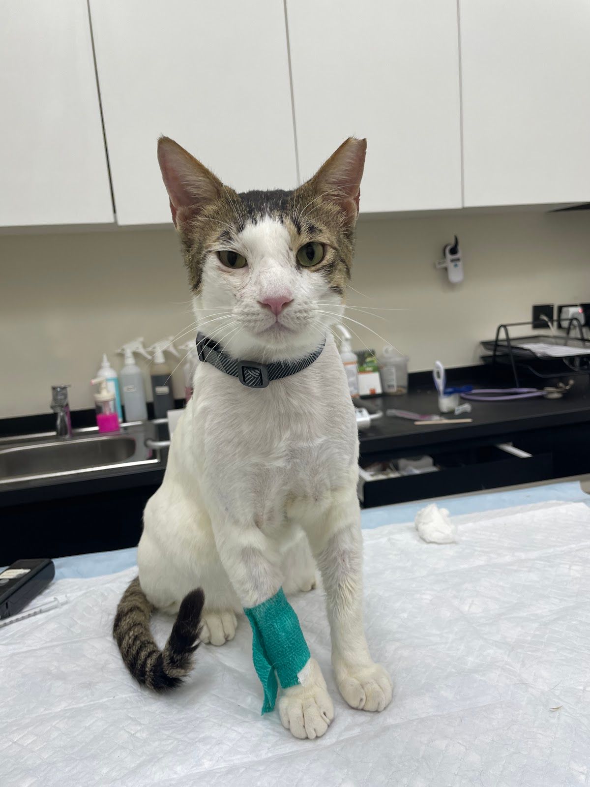 Top Vet Clinic 5