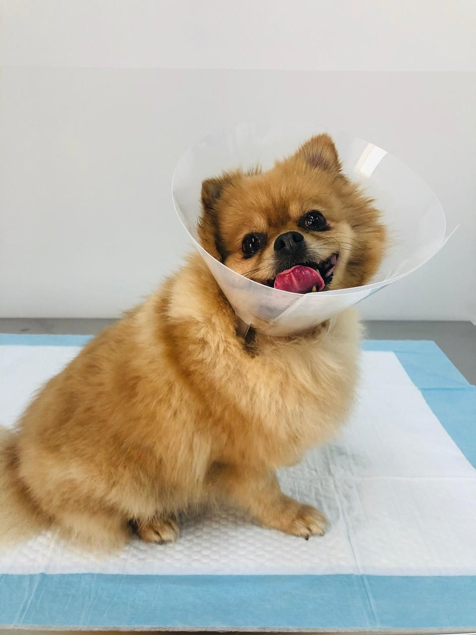 Mercy Veterinary Clinic عيادة ميرسي البيطرية 4