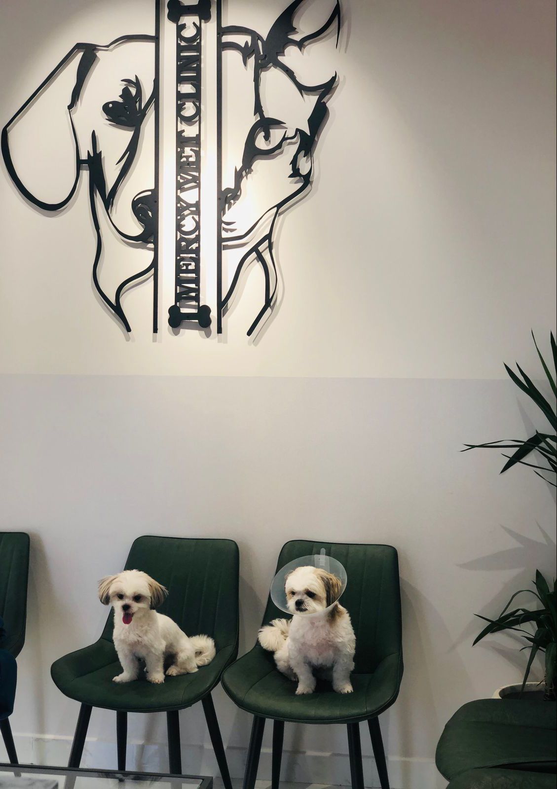 Mercy Veterinary Clinic عيادة ميرسي البيطرية 5
