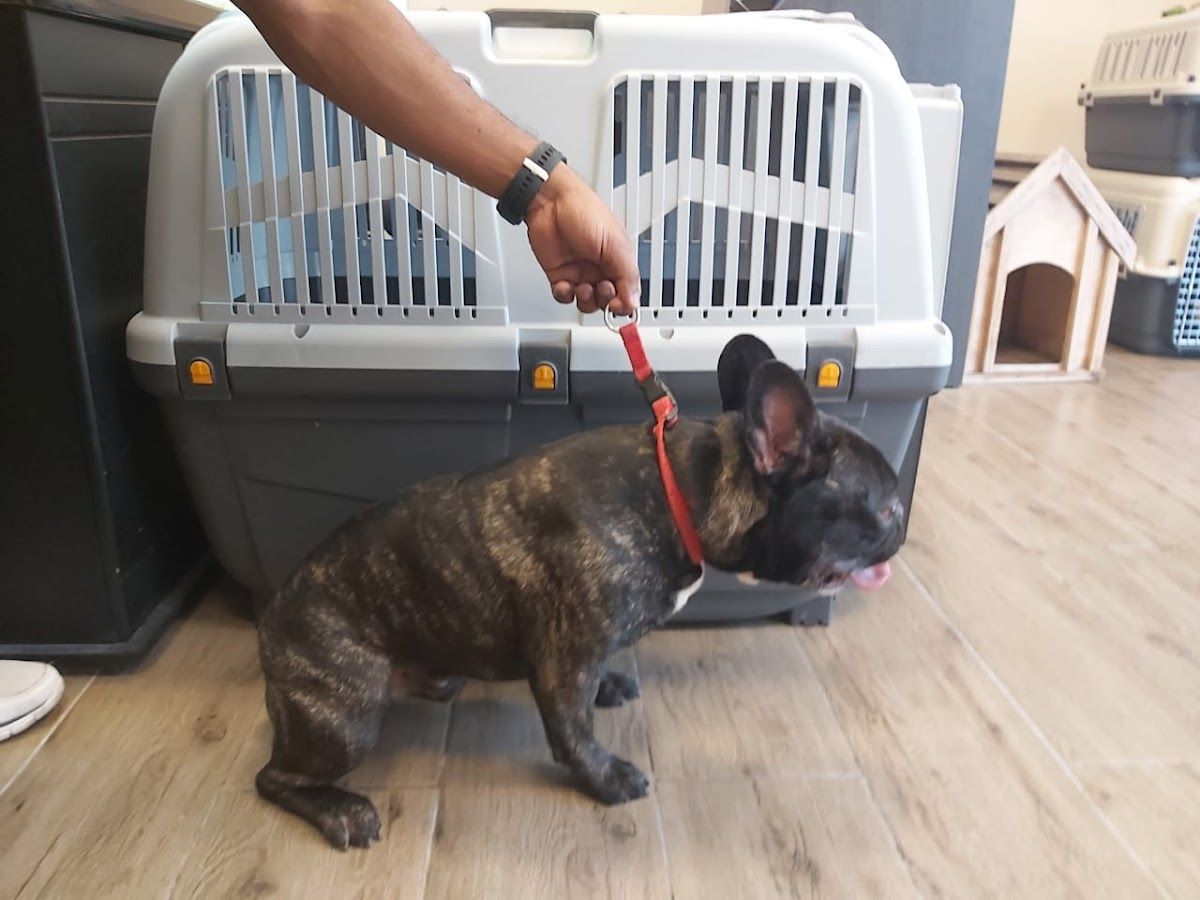 PET EXPRESS ANIMALS TRADING L.L.C 4