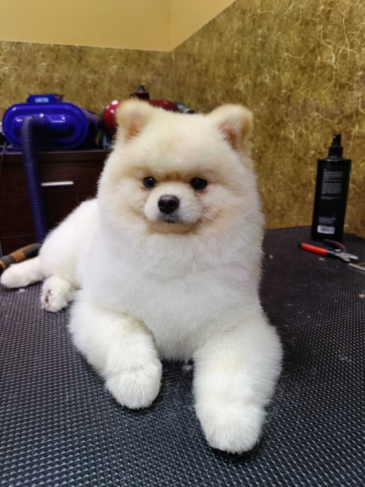 PET EXPRESS ANIMALS TRADING L.L.C 5
