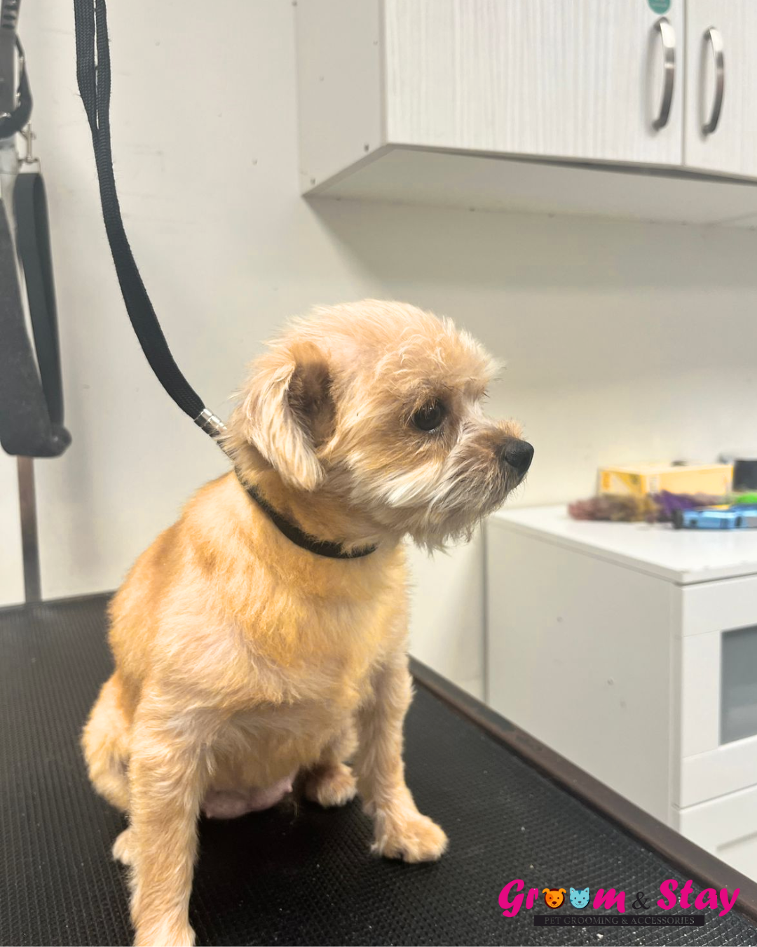 Groom&Stay - Pet Grooming and Accessories 2