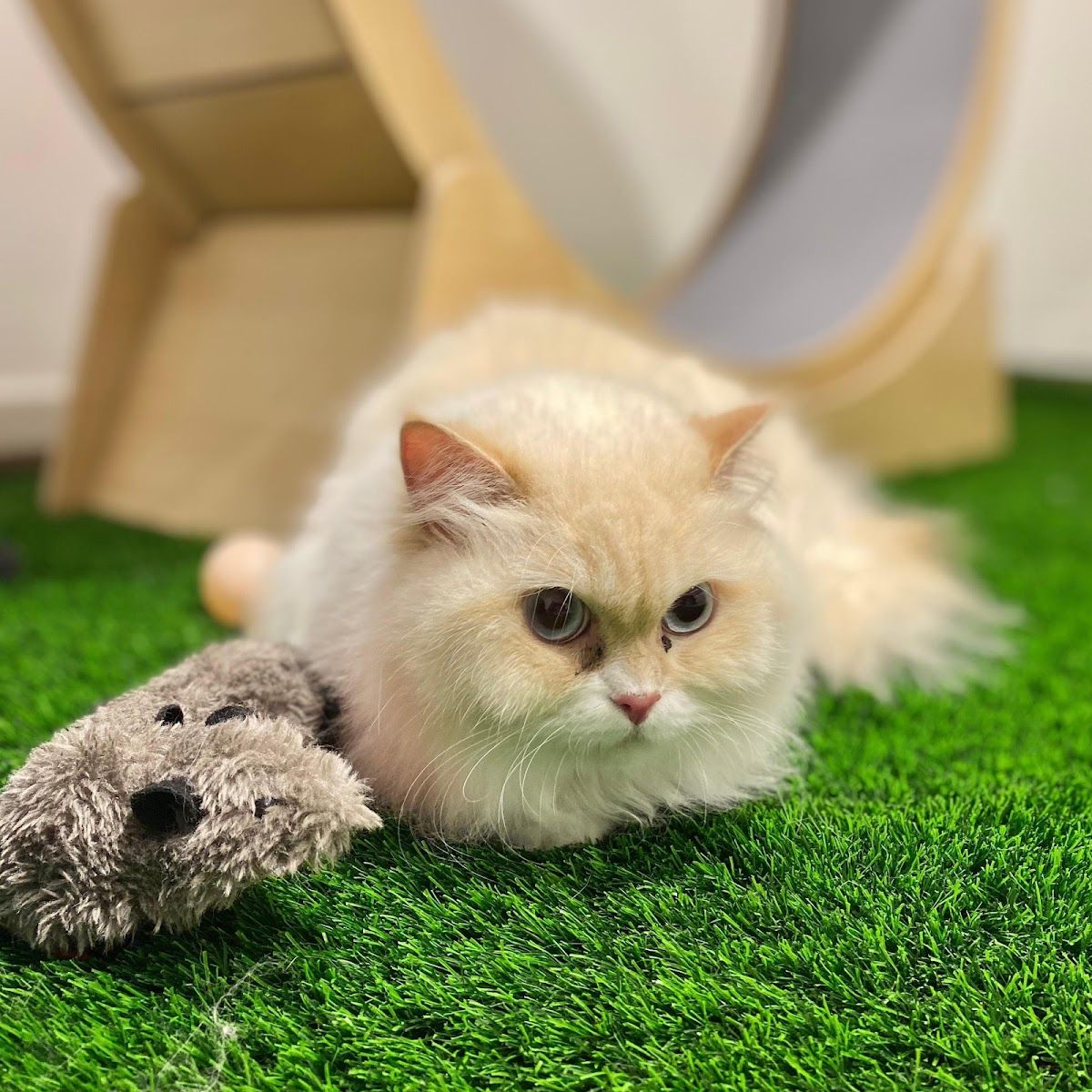 Groom&Stay - Pet Grooming and Accessories 3