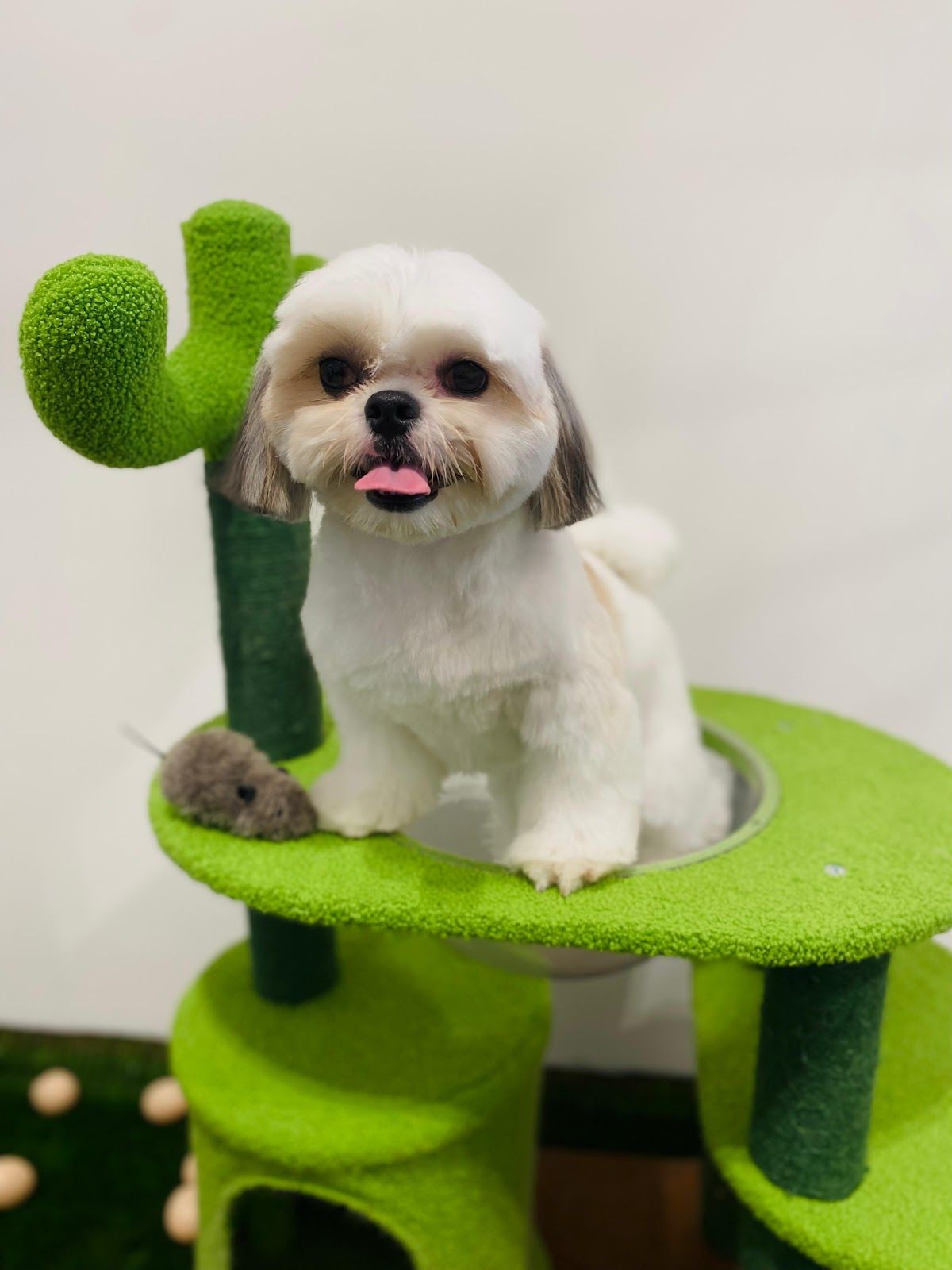 Groom&Stay - Pet Grooming and Accessories 4