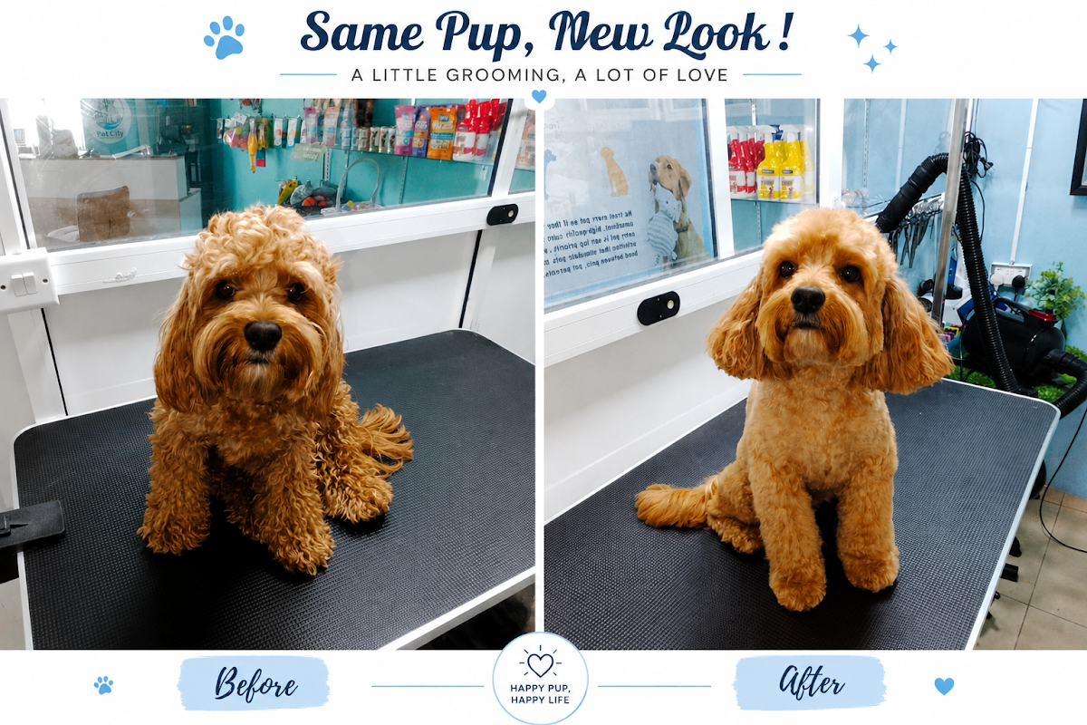 Pet City Domestic Pet Boarding LLC 2