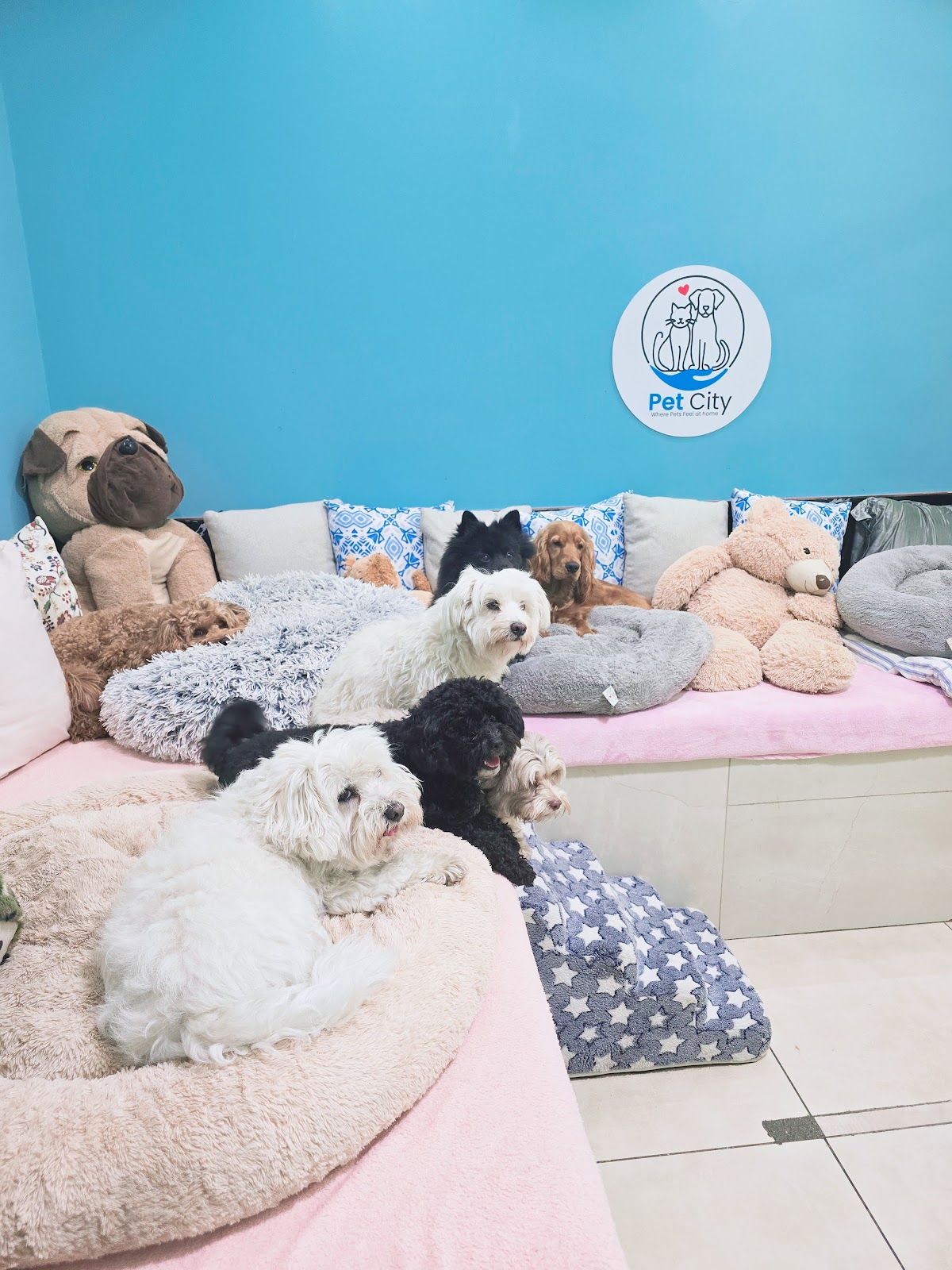 Pet City Domestic Pet Boarding LLC 4