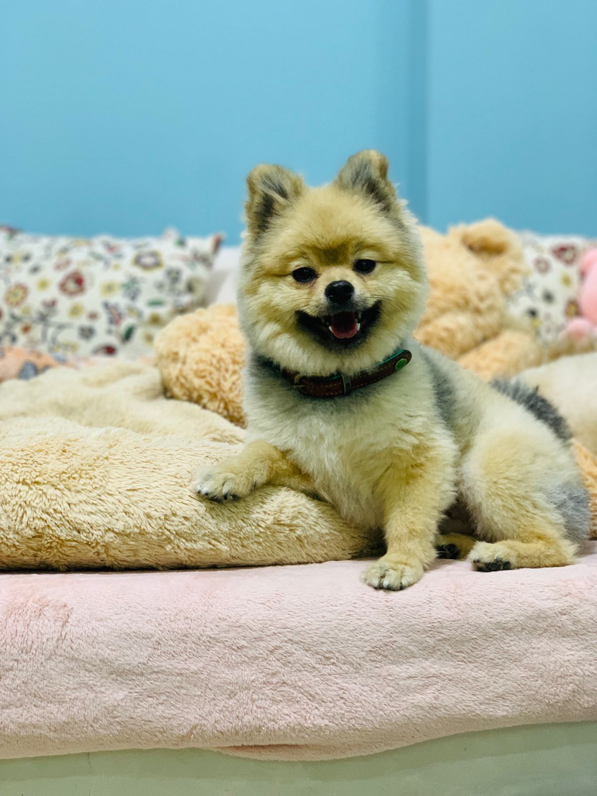 Pet City Domestic Pet Boarding LLC 5