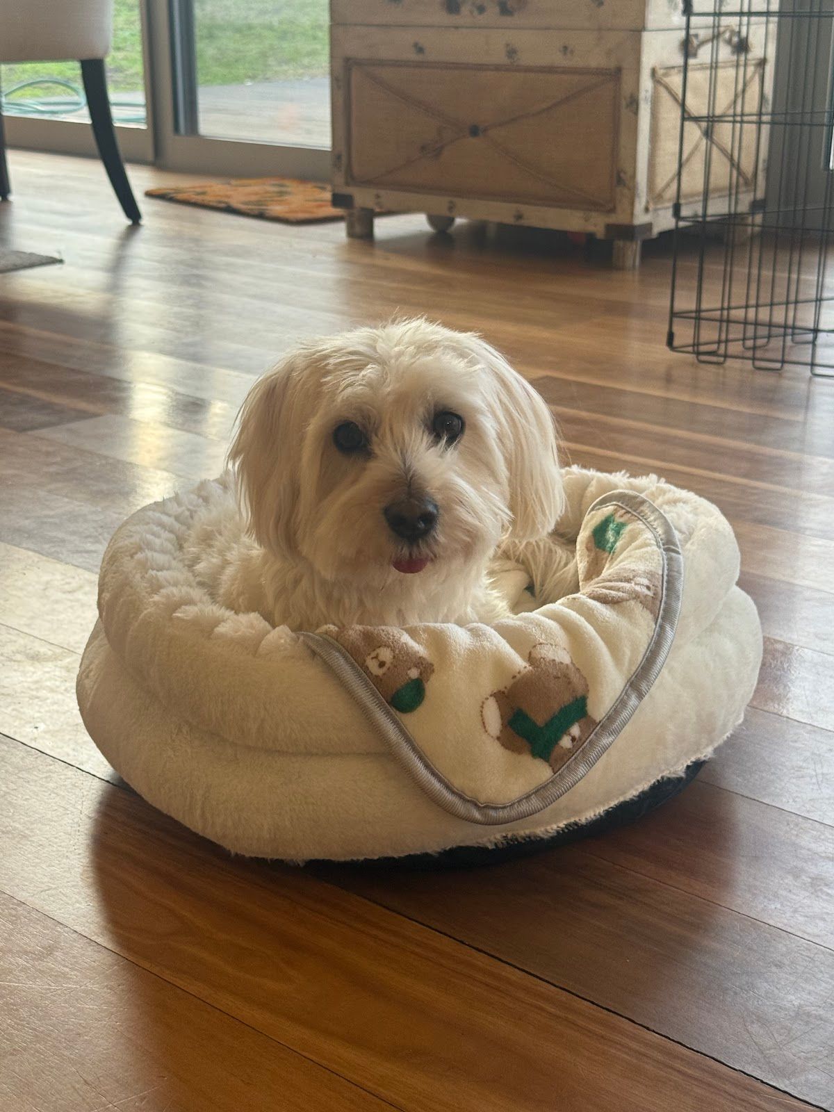 Snoopy Pets 2