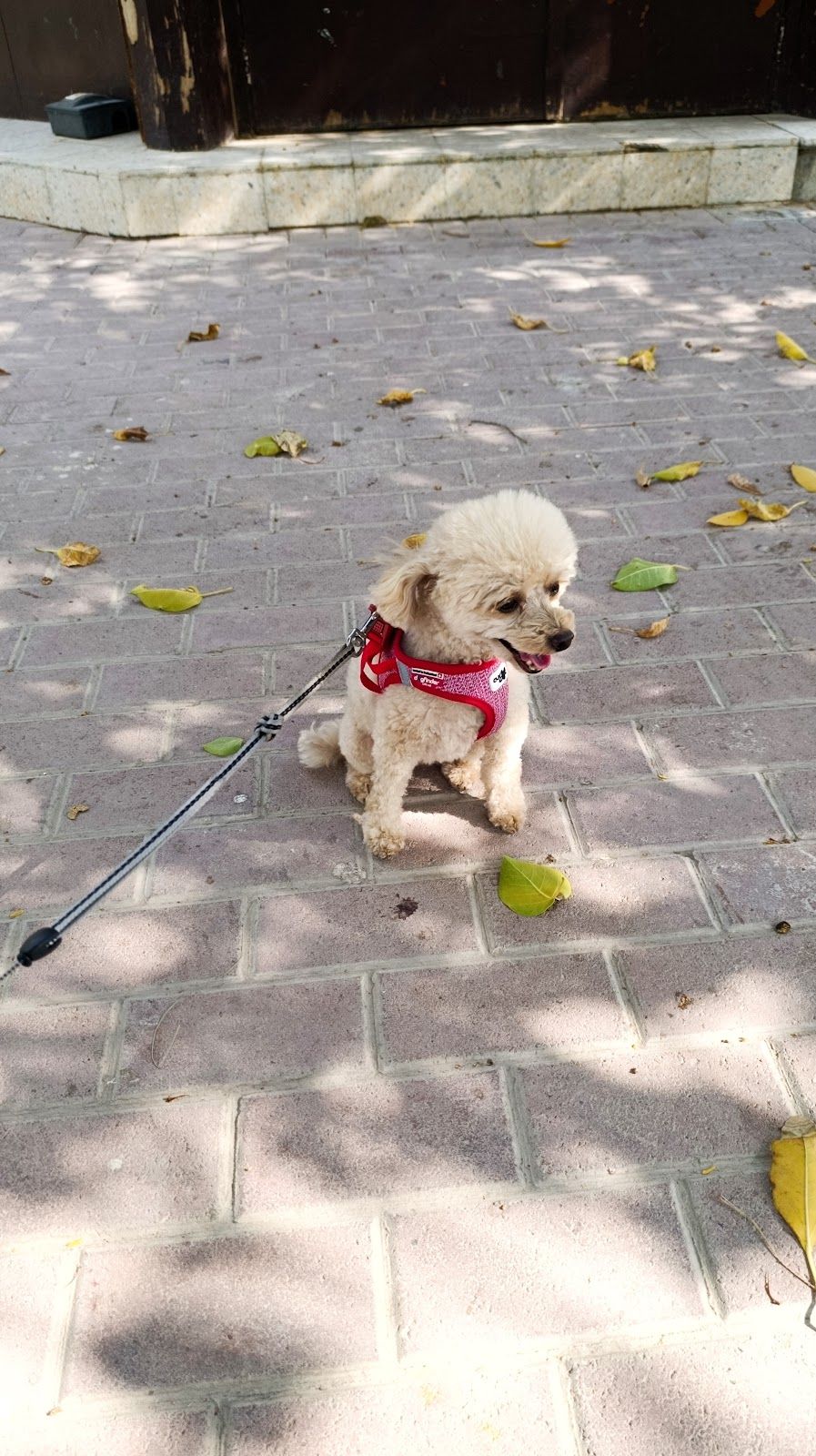 Pet Lovers Dubai 2