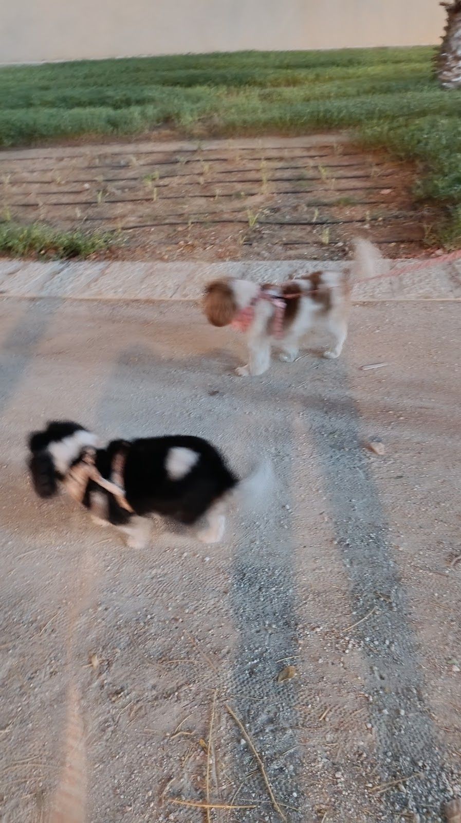 Pet Lovers Dubai 3