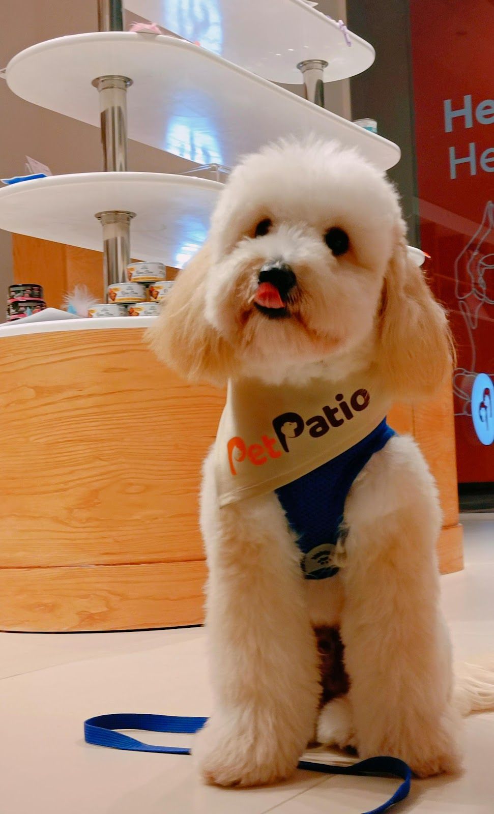 Pet Patio 2