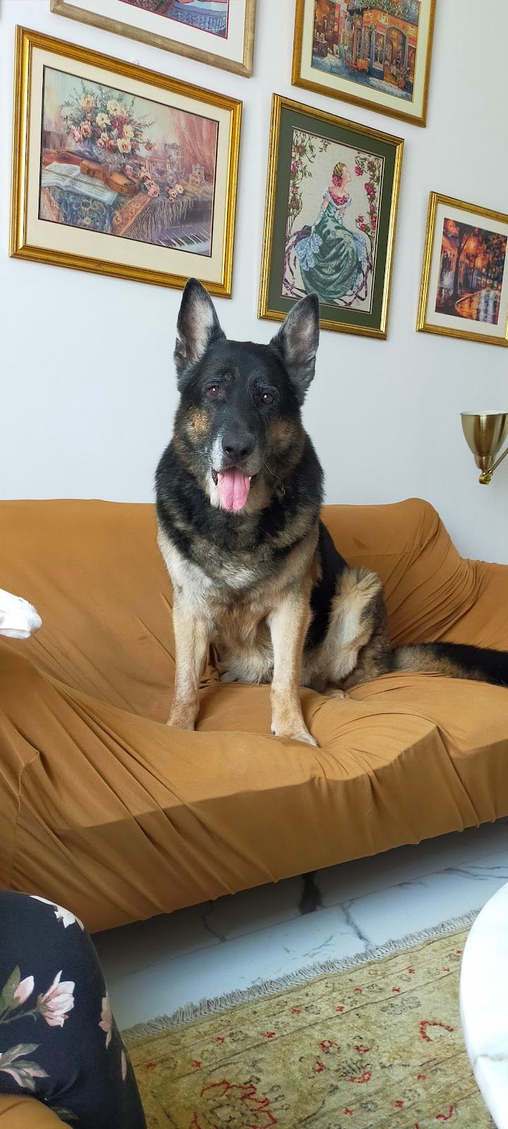 Pet Patio 3