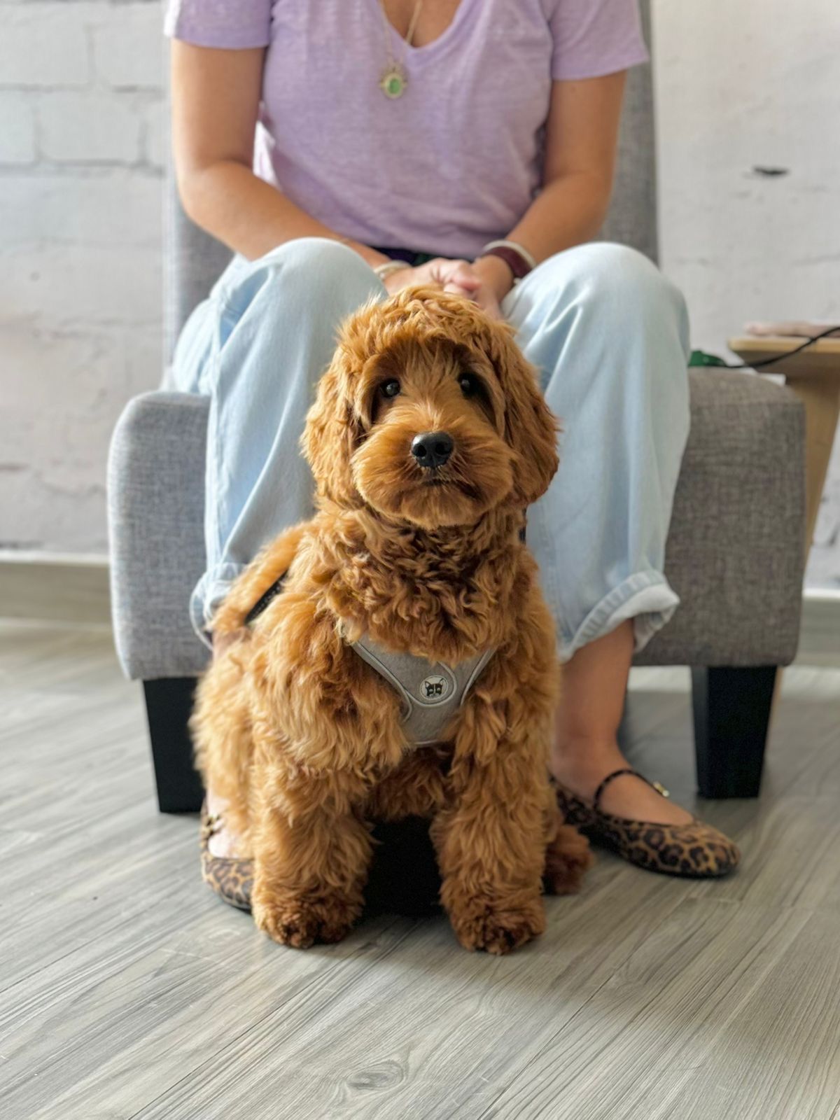 Olivier Zoppi | Dog Psychology Center Dog training and rehabilitation center 2