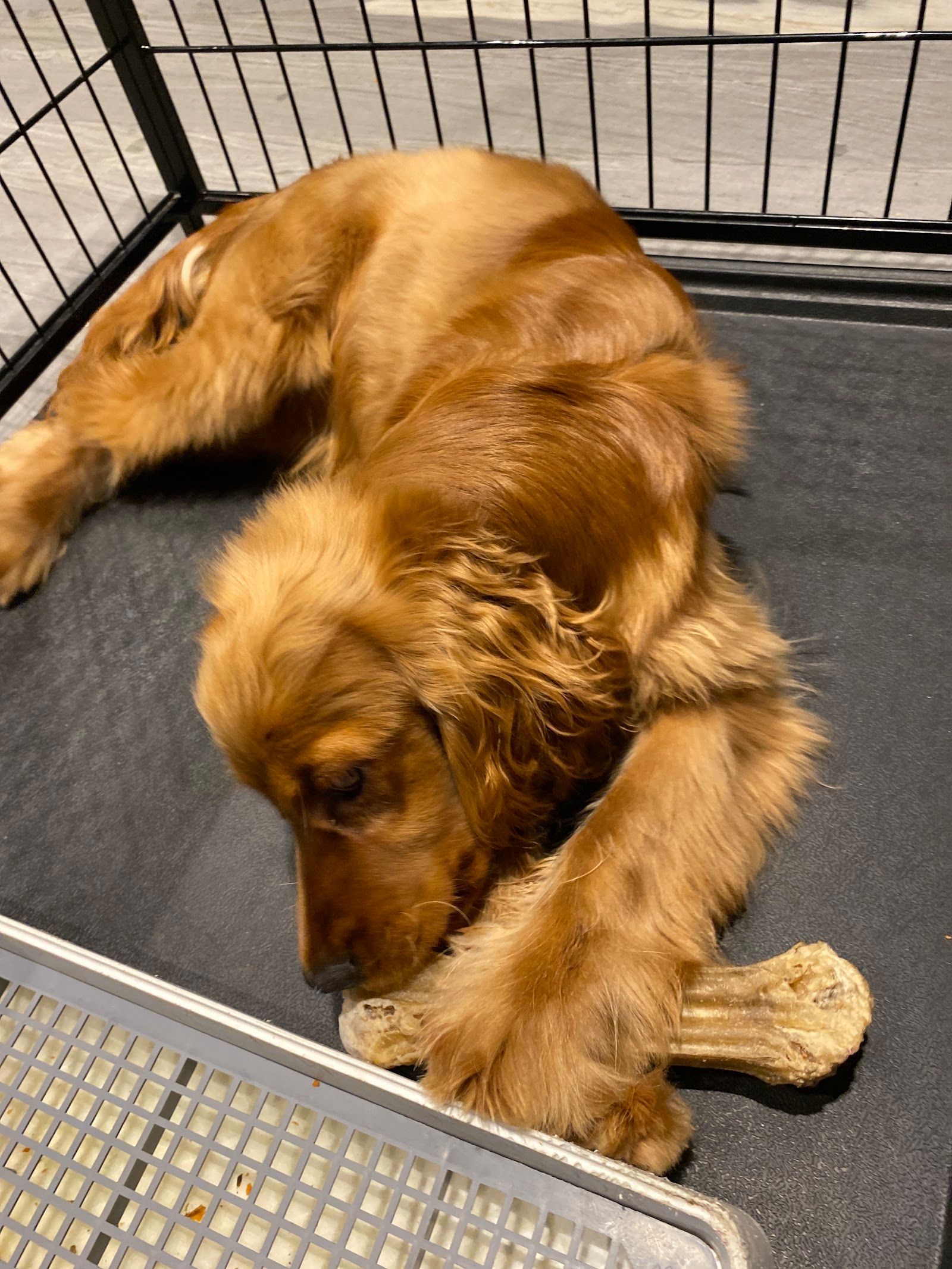 Olivier Zoppi | Dog Psychology Center Dog training and rehabilitation center 4