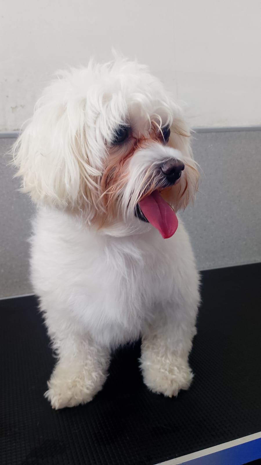 Olivier Zoppi | Dog Psychology Center Dog training and rehabilitation center 5
