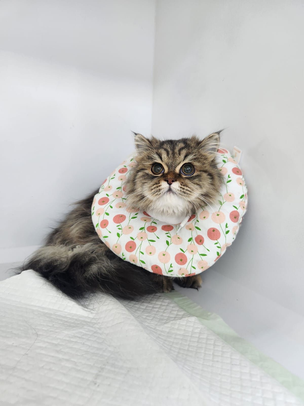 Karas Veterinary Clinic - Downtown 3