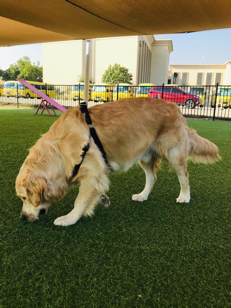 Happy Walk Pet Care