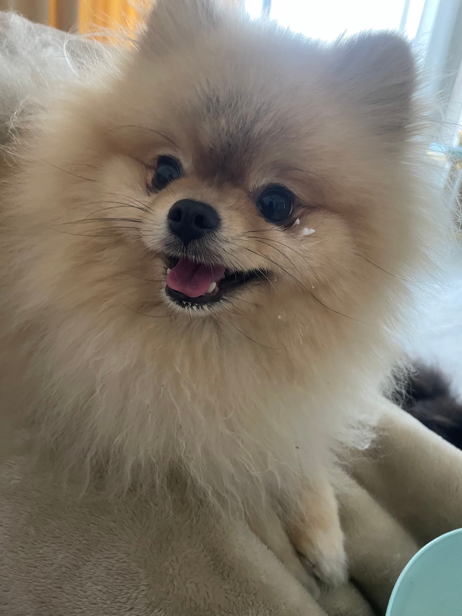 Happy Walk Pet Care photo 2