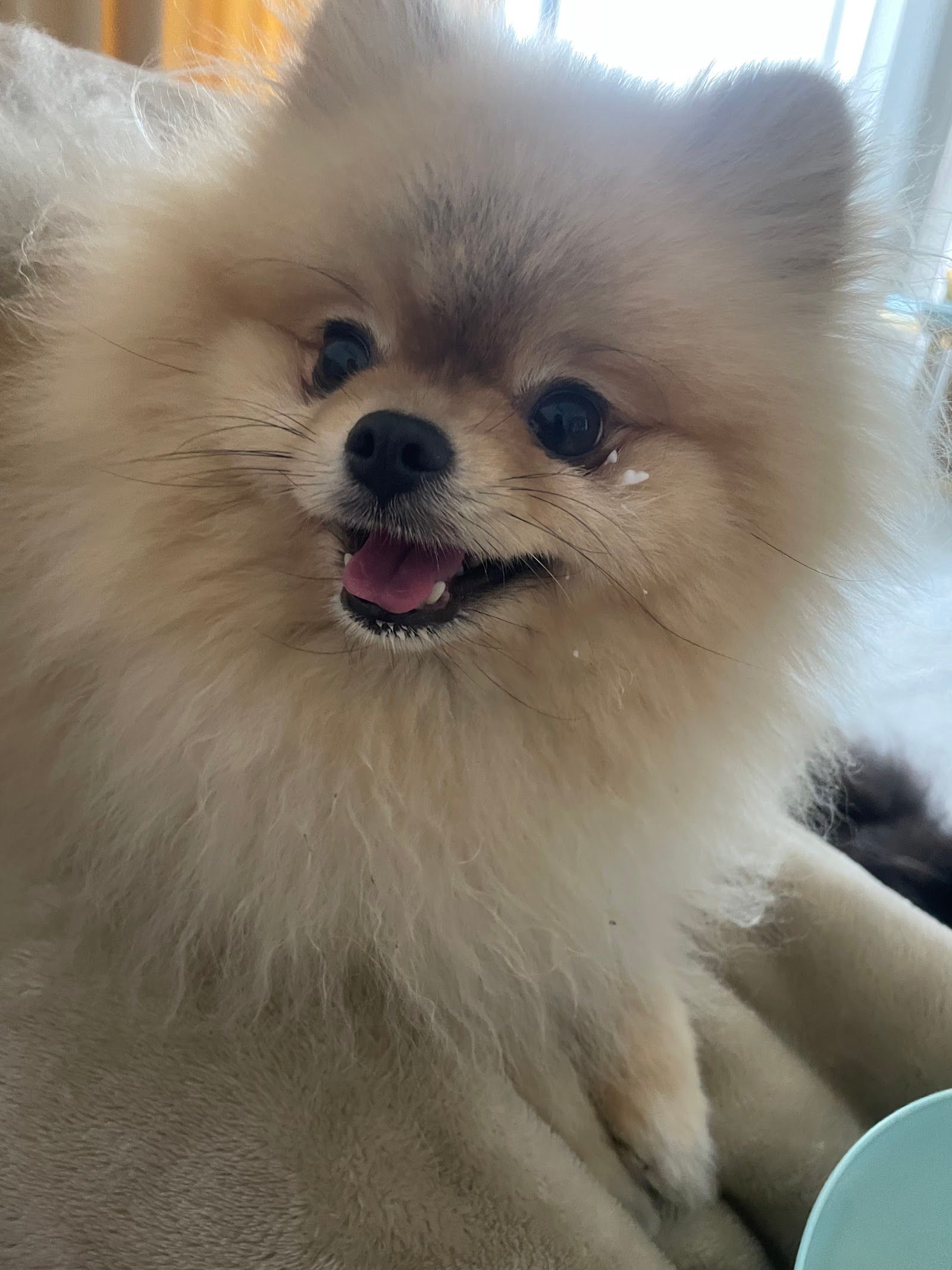 Happy Walk Pet Care 2