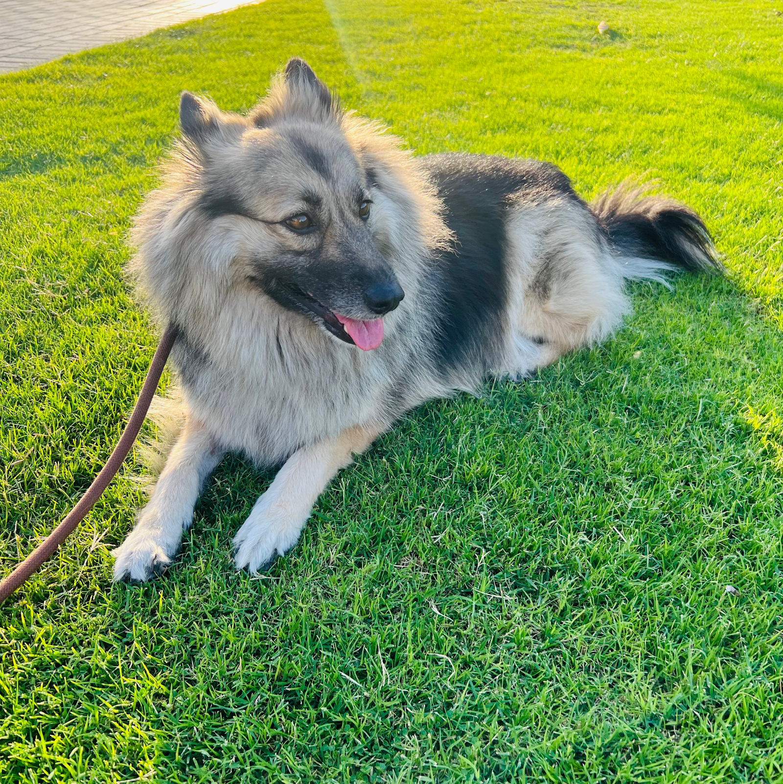 Happy Walk Pet Care 3