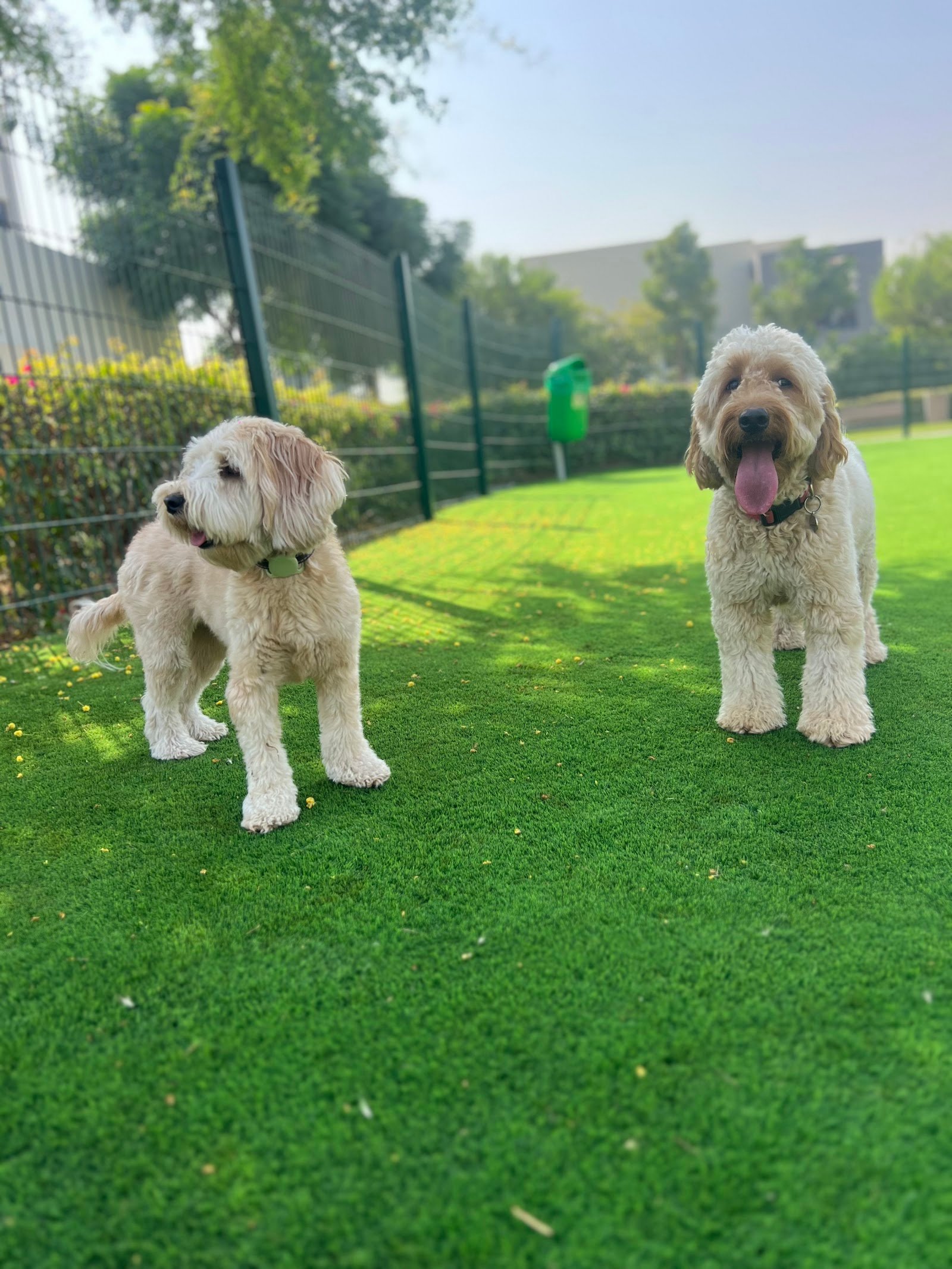 Happy Walk Pet Care photo 4