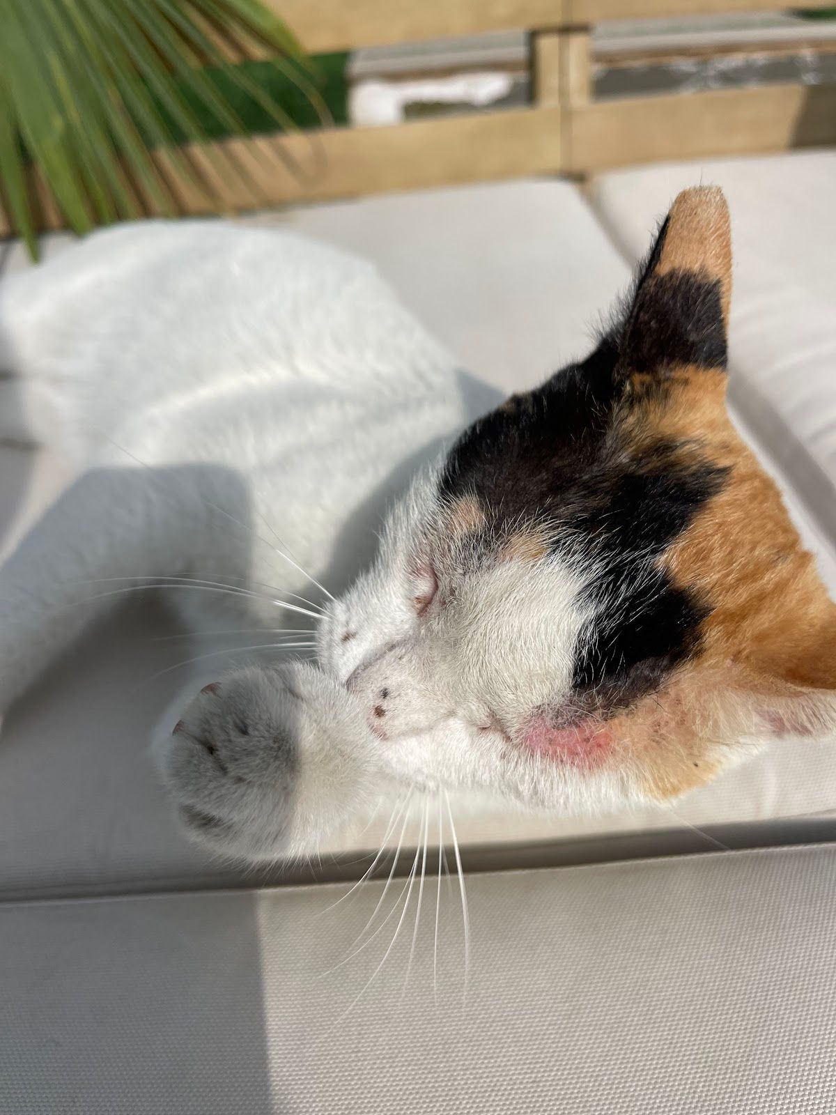 Happy Tails Veterinary Clinic 2