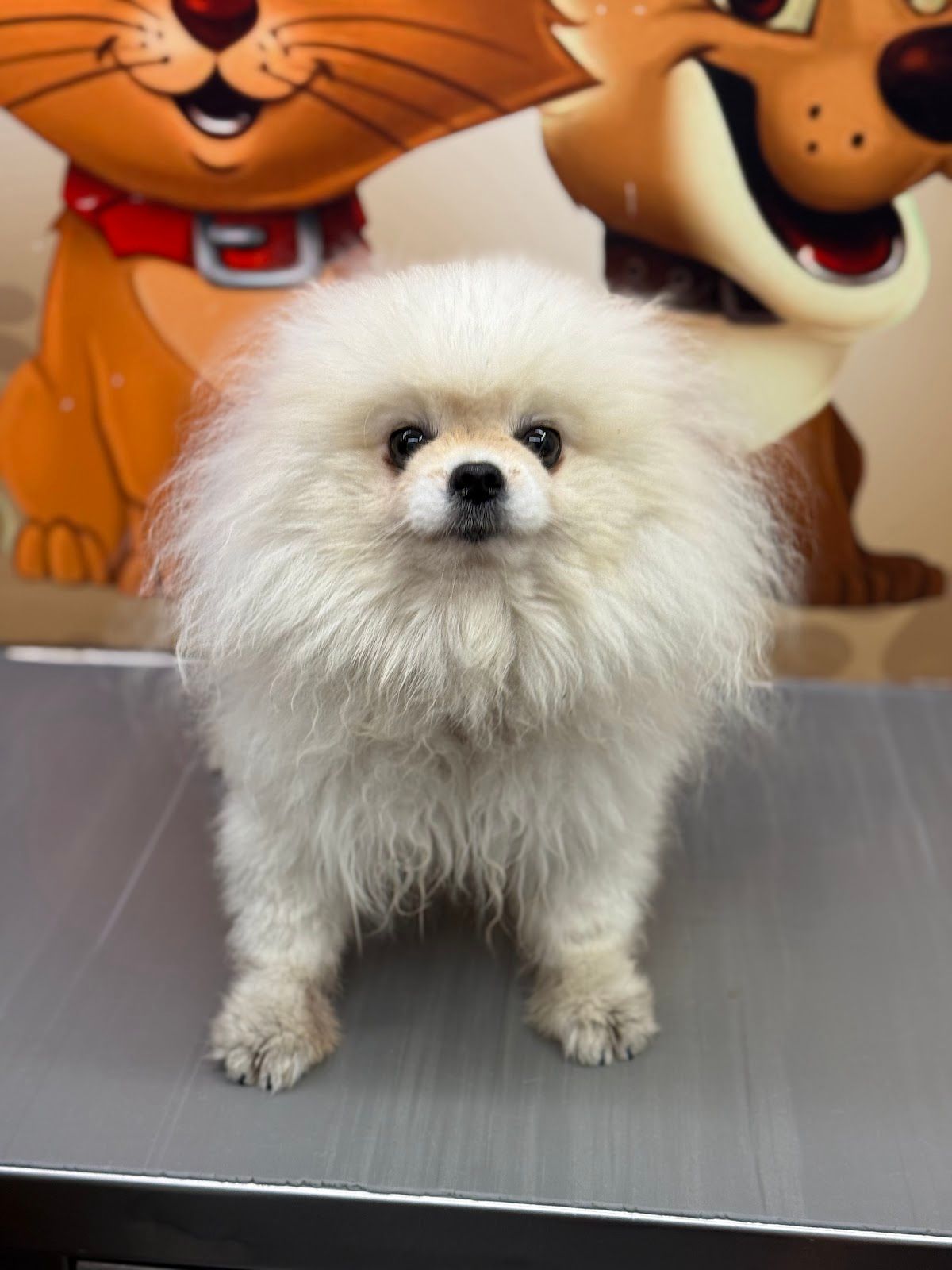 Amazing Pet Grooming 2