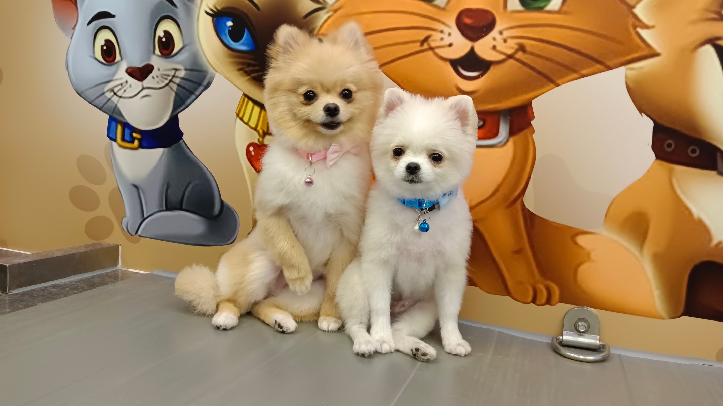Amazing Pet Grooming photo 3
