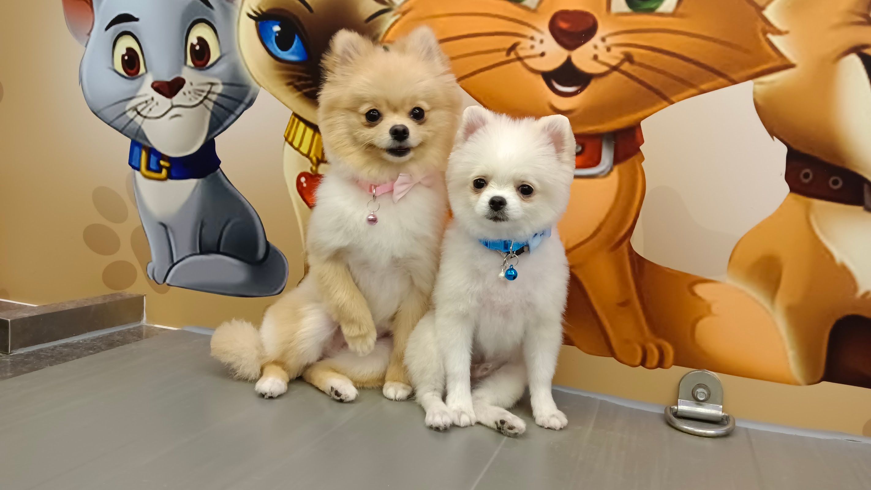 Amazing Pet Grooming 3