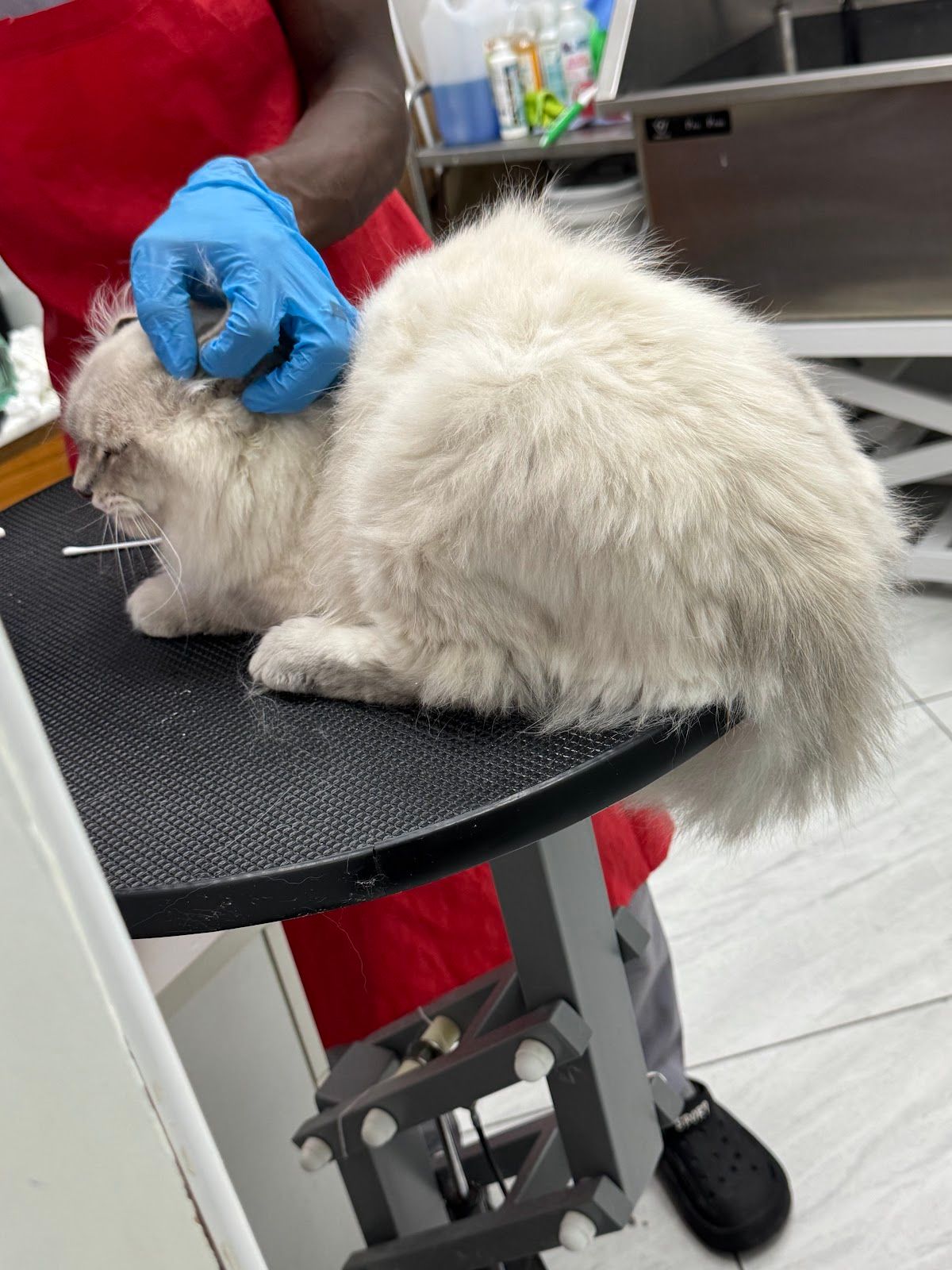 Jungle Veterinary Clinic L.L.C 2