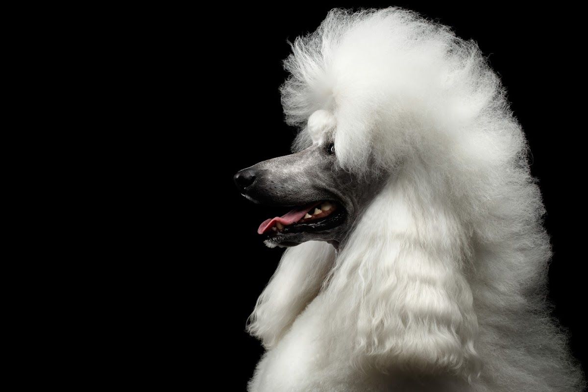 WAG Pet Care واج للحيوانات الأليفة 2