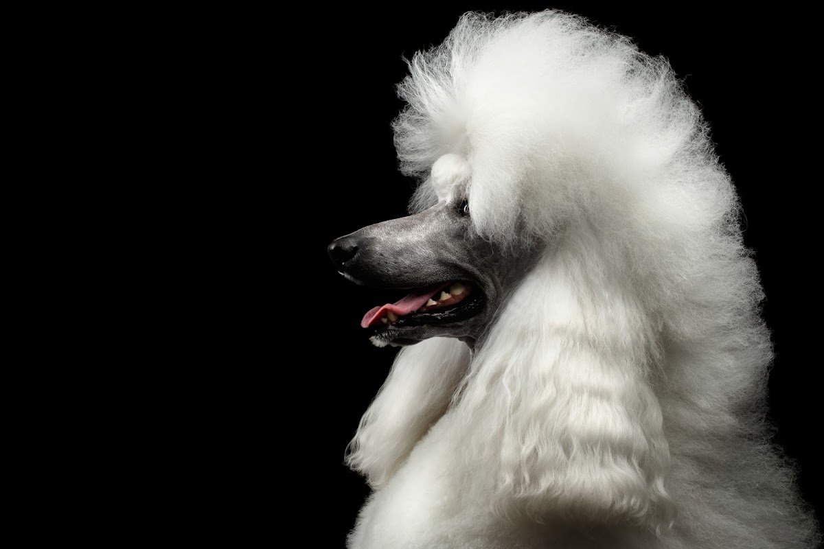 WAG Pet Care واج للحيوانات الأليفة photo 2