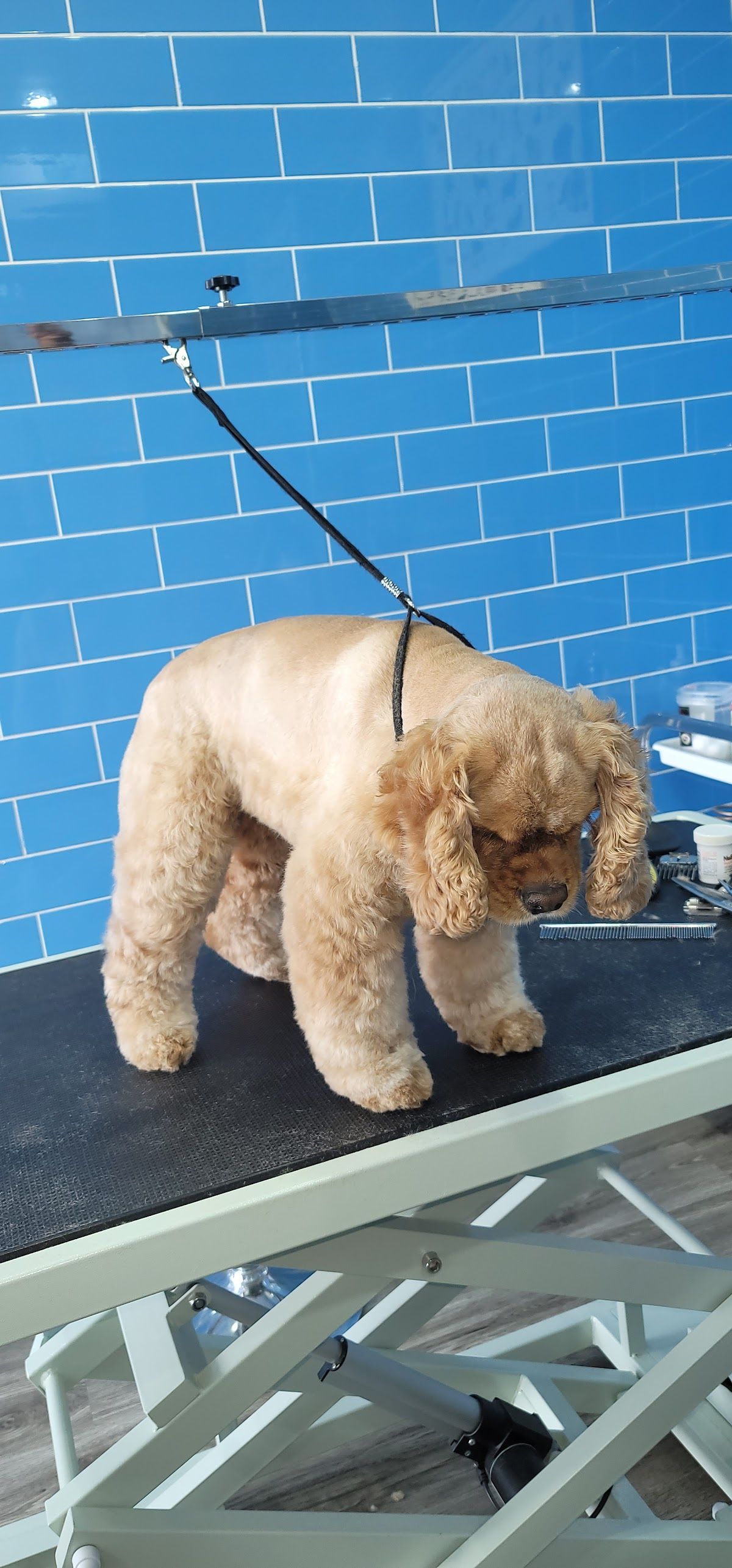 WAG Pet Care واج للحيوانات الأليفة 3