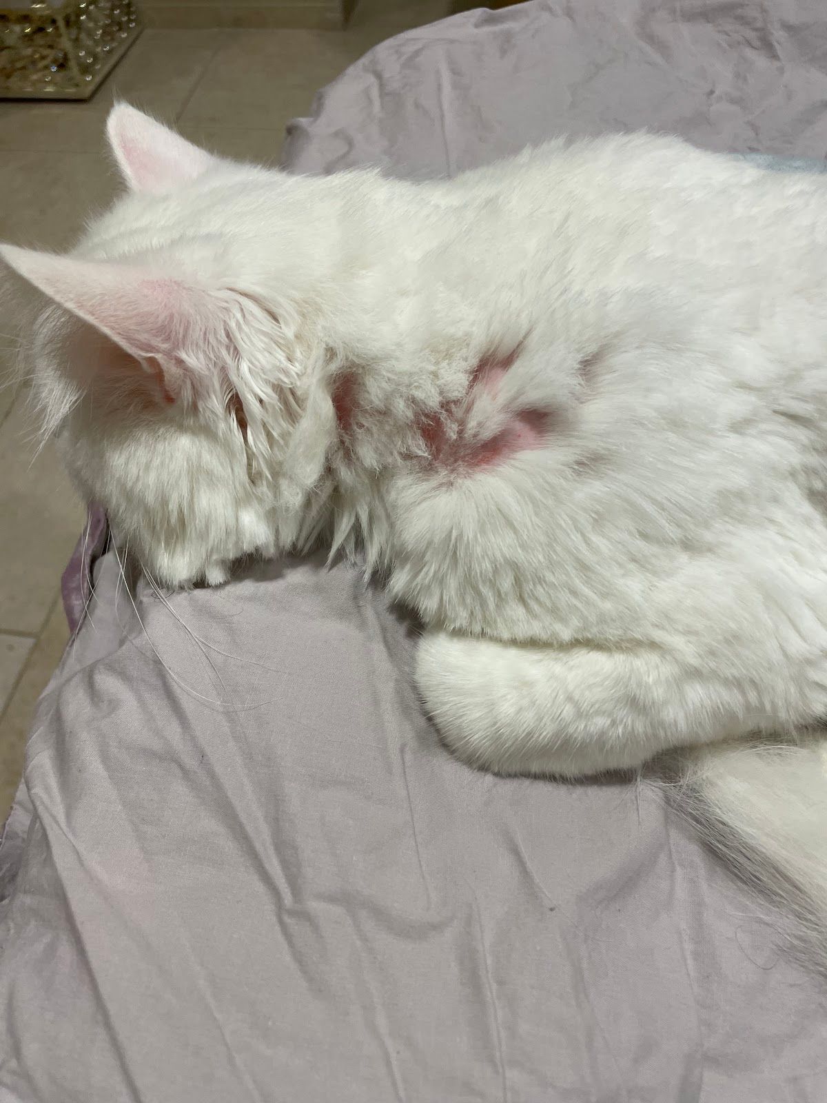 WAG Pet Care واج للحيوانات الأليفة 4