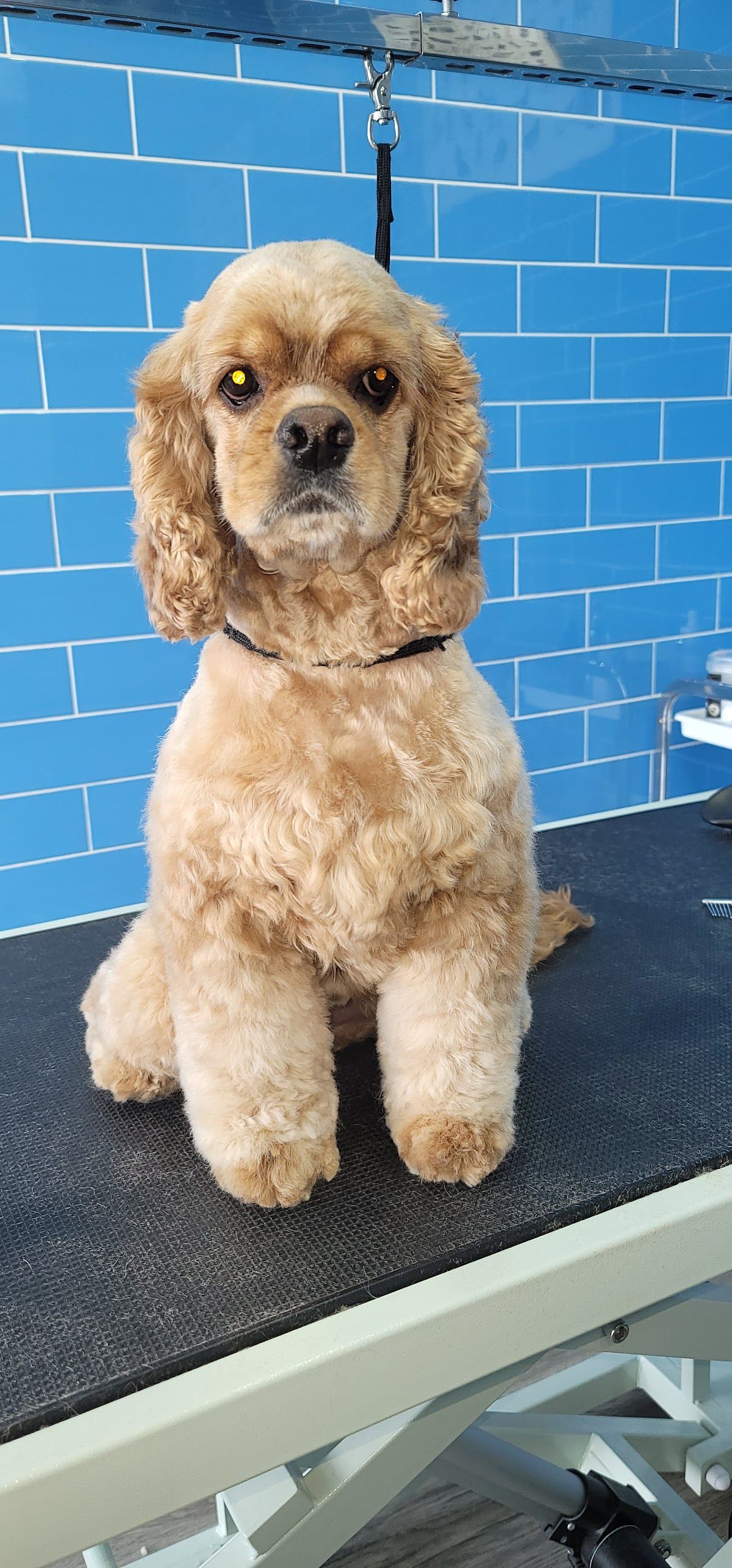 WAG Pet Care واج للحيوانات الأليفة 5