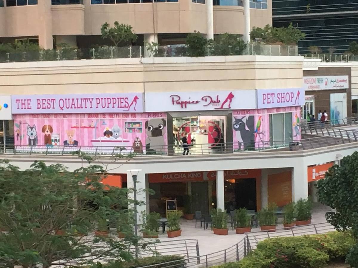 Puppies Dubai