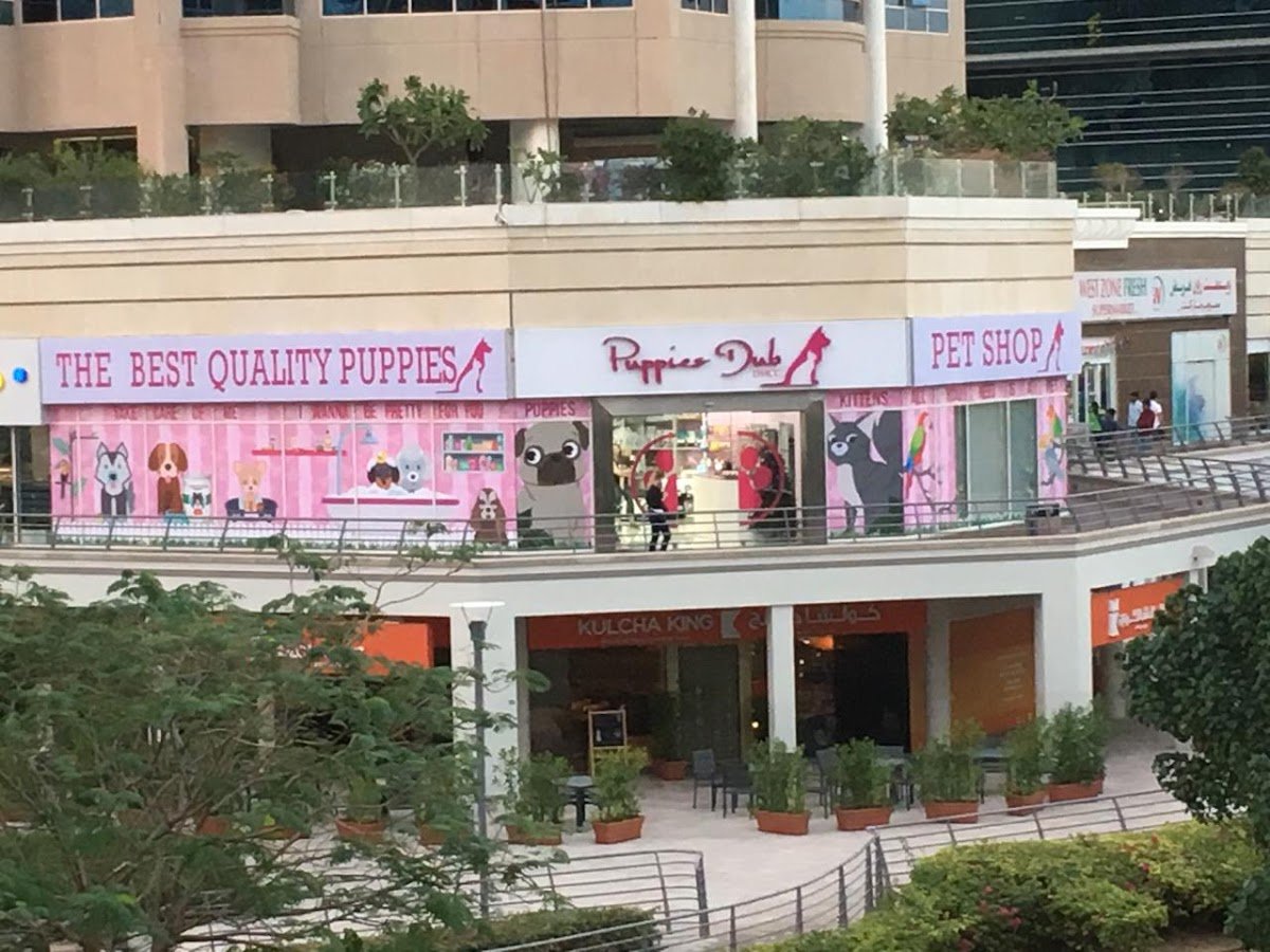 Puppies Dubai