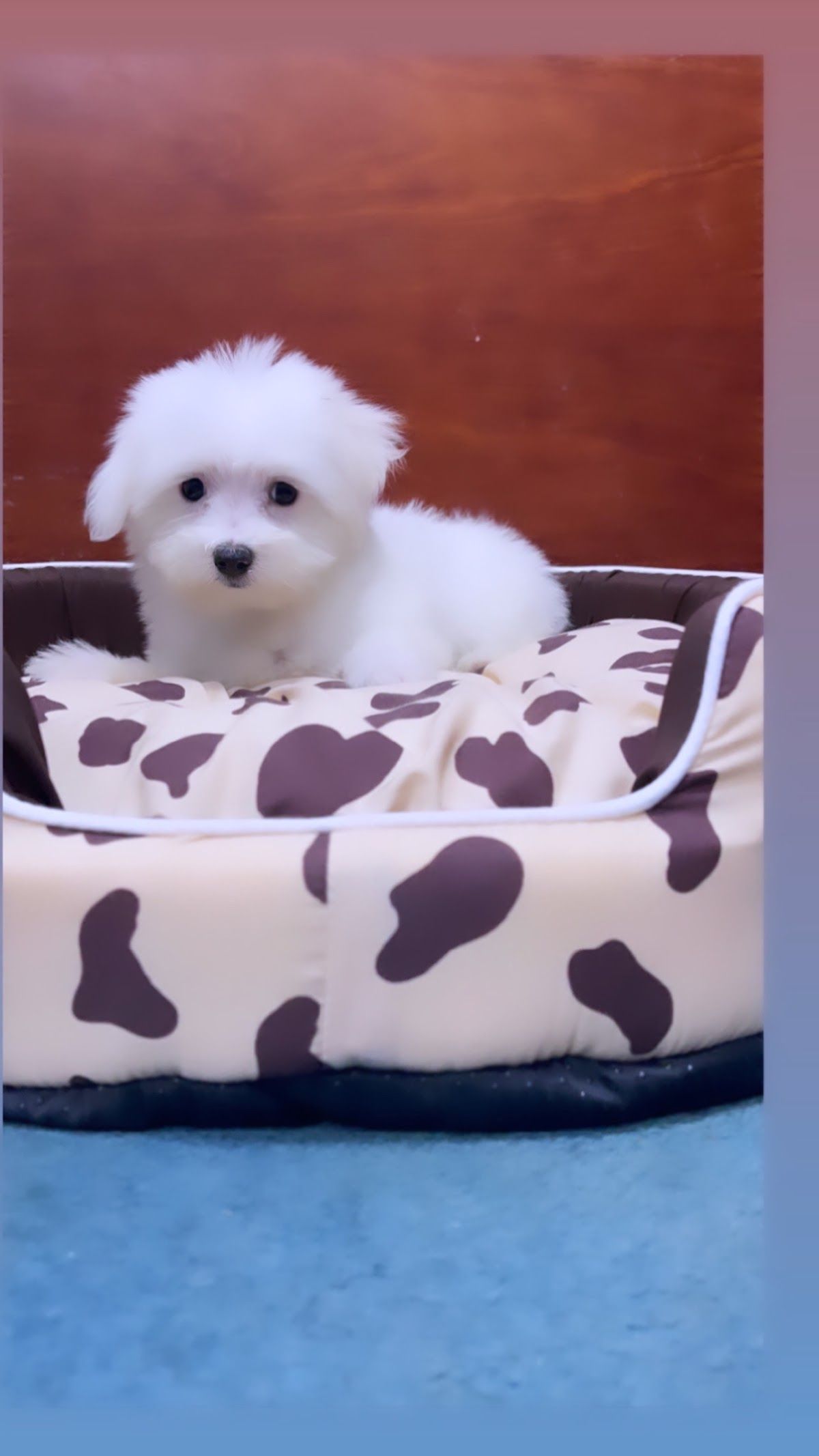 Puppies Dubai 4