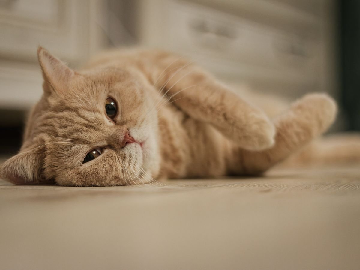 Dubai Pet Care - Pet Sitting Service photo 3