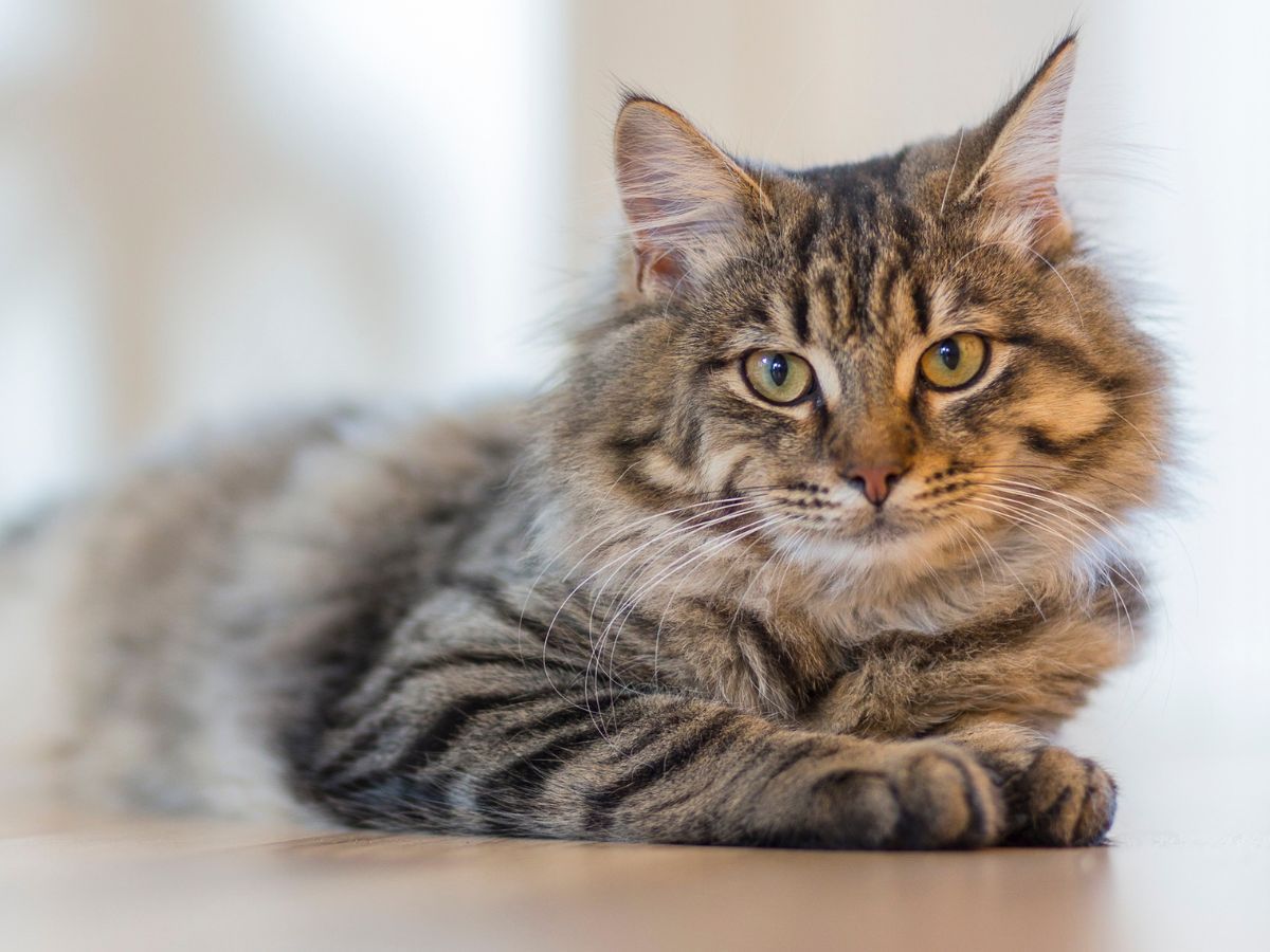 Dubai Pet Care - Pet Sitting Service 4